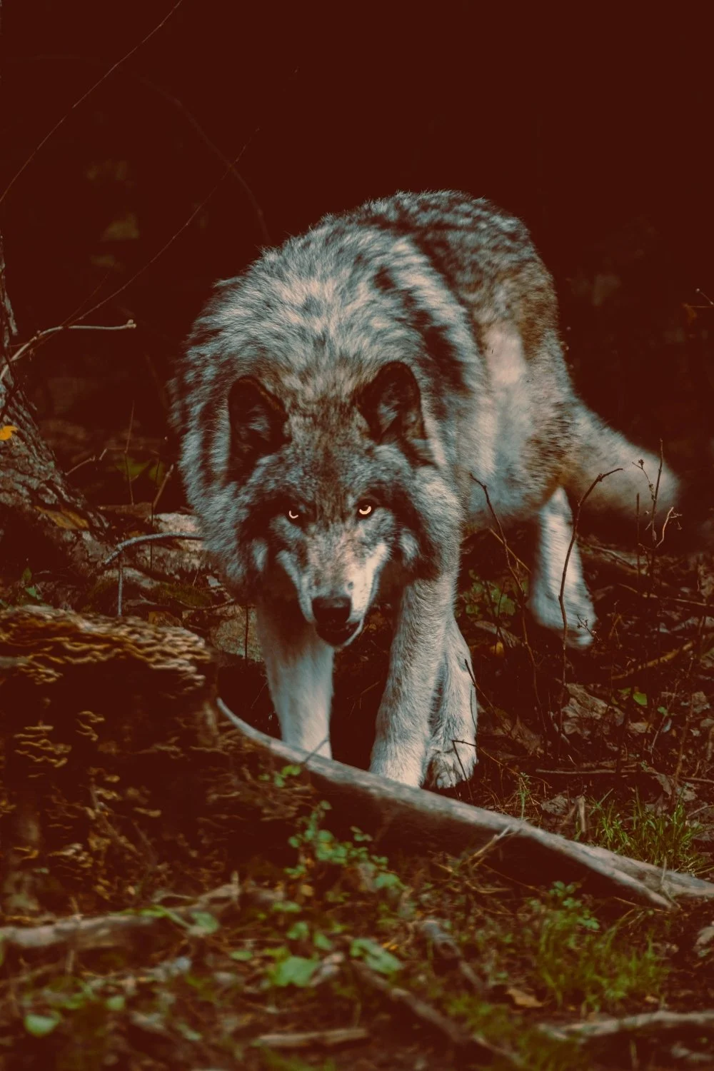 A wolf moving through deep forest shadow evoking Fenrir’s untamed energy for a handmade scented mythology candle with a clean-burning wooden wick dedicated to wolf conservation.