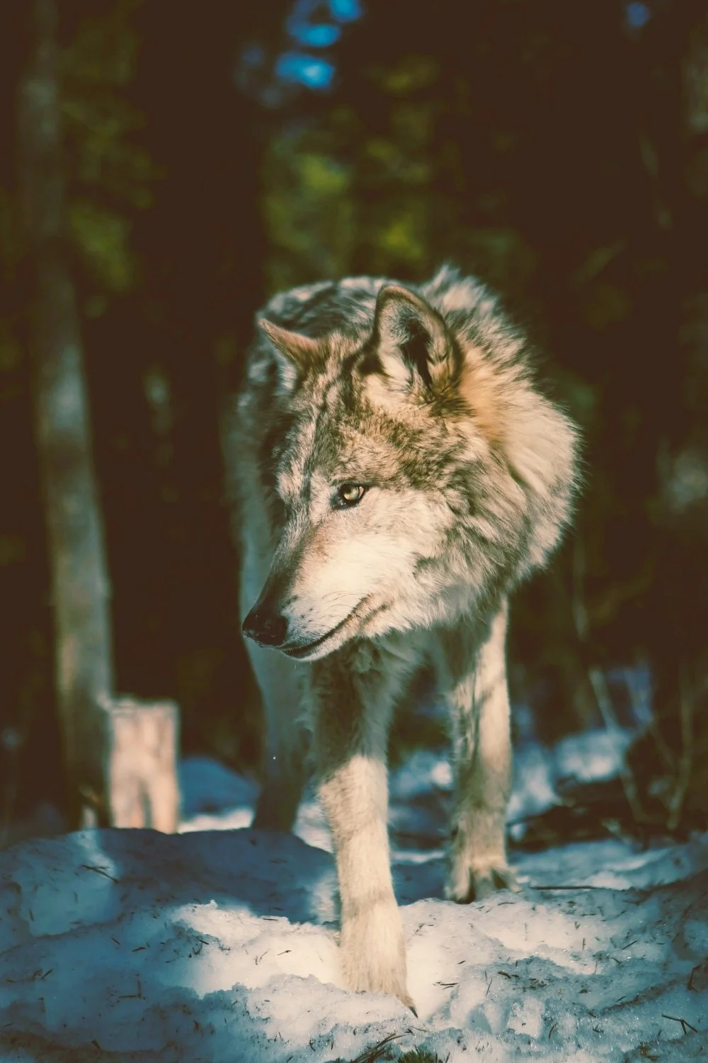 A pale wolf moving through cold northern light recalling Fenrir’s quiet power for a handmade scented mythology candle with a clean-burning wooden wick aligned with wolf conservation.