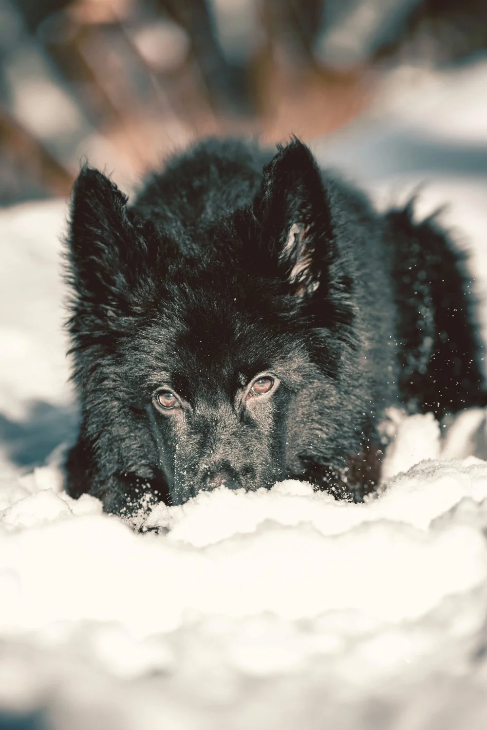 A dark wolf low in fresh snow echoing Fenrir’s fierce lineage for a handmade scented mythology candle with a clean-burning wooden wick created in support of wolf conservation.