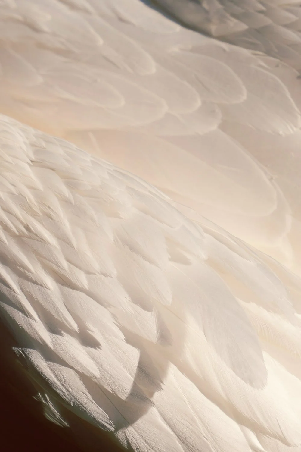 Close-up of soft white feathers reminiscent of Valkyrie wings, ideal for a handmade scented mythology candle featuring a clean-burning wooden wick.