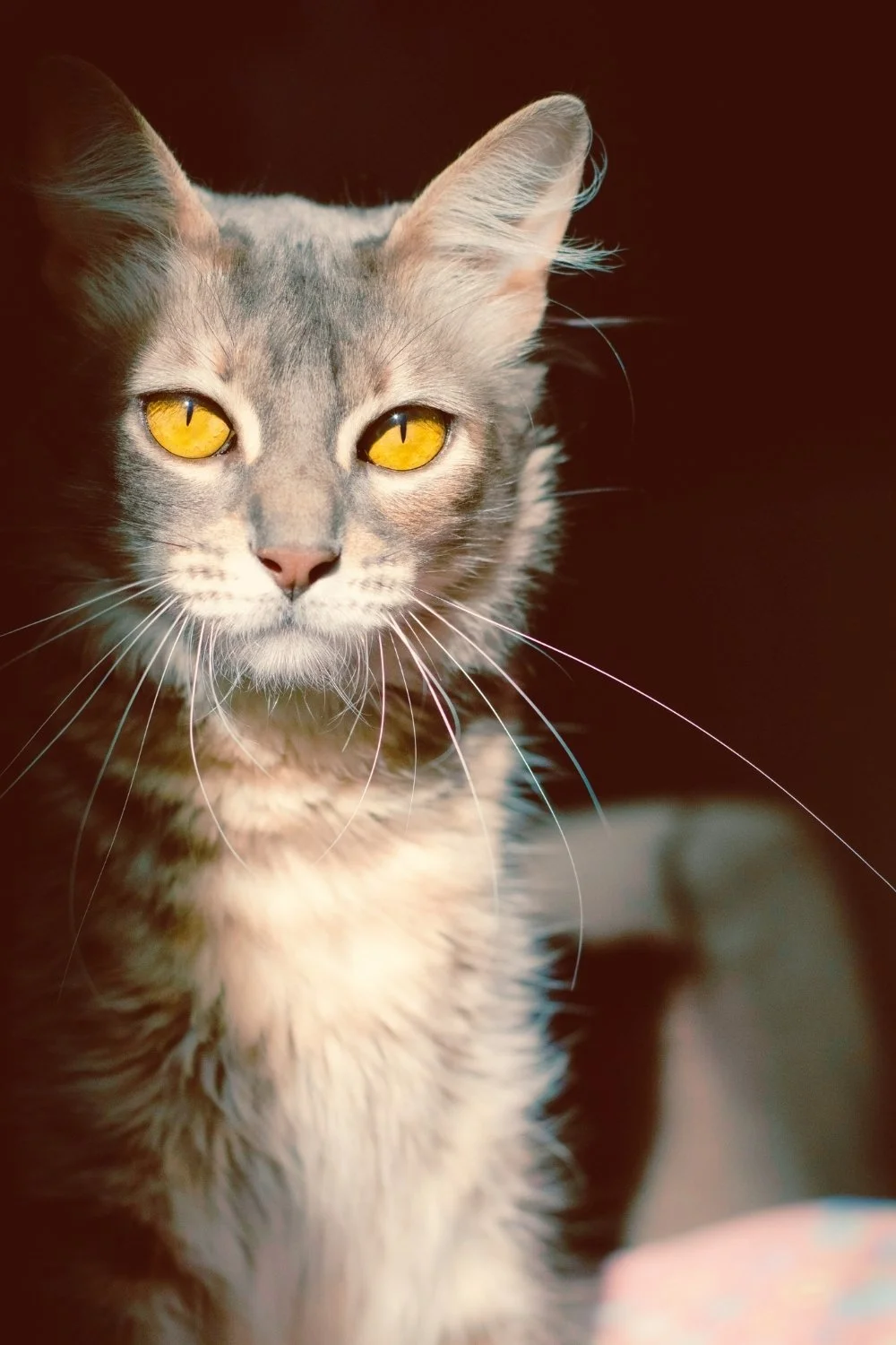 Feline companion with amber eyes linked to Freyja’s sacred cats, fitting for a handmade scented mythology candle with a clean-burning wooden wick.