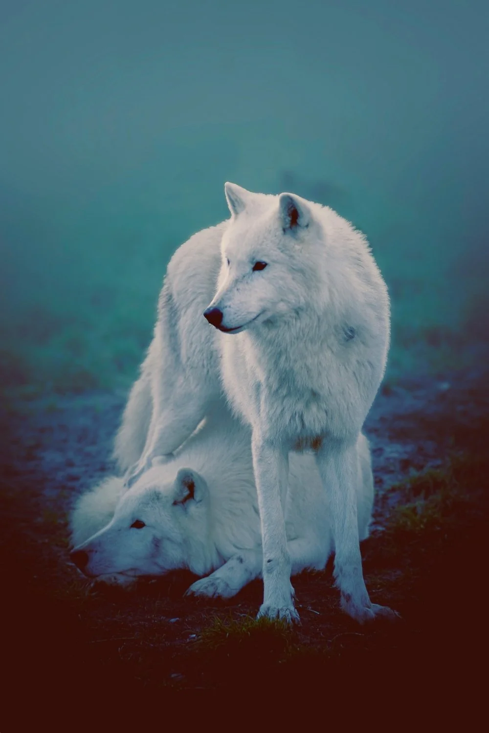 White wolves resting in cold mist, symbols of Skadi’s winter guardians for a handmade scented mythology candle with a clean-burning wooden wick.