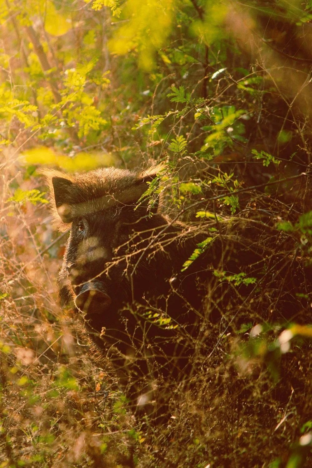 Forest scene featuring a wild boar sacred to Freyja, suited for a handmade scented mythology candle with a clean-burning wooden wick.