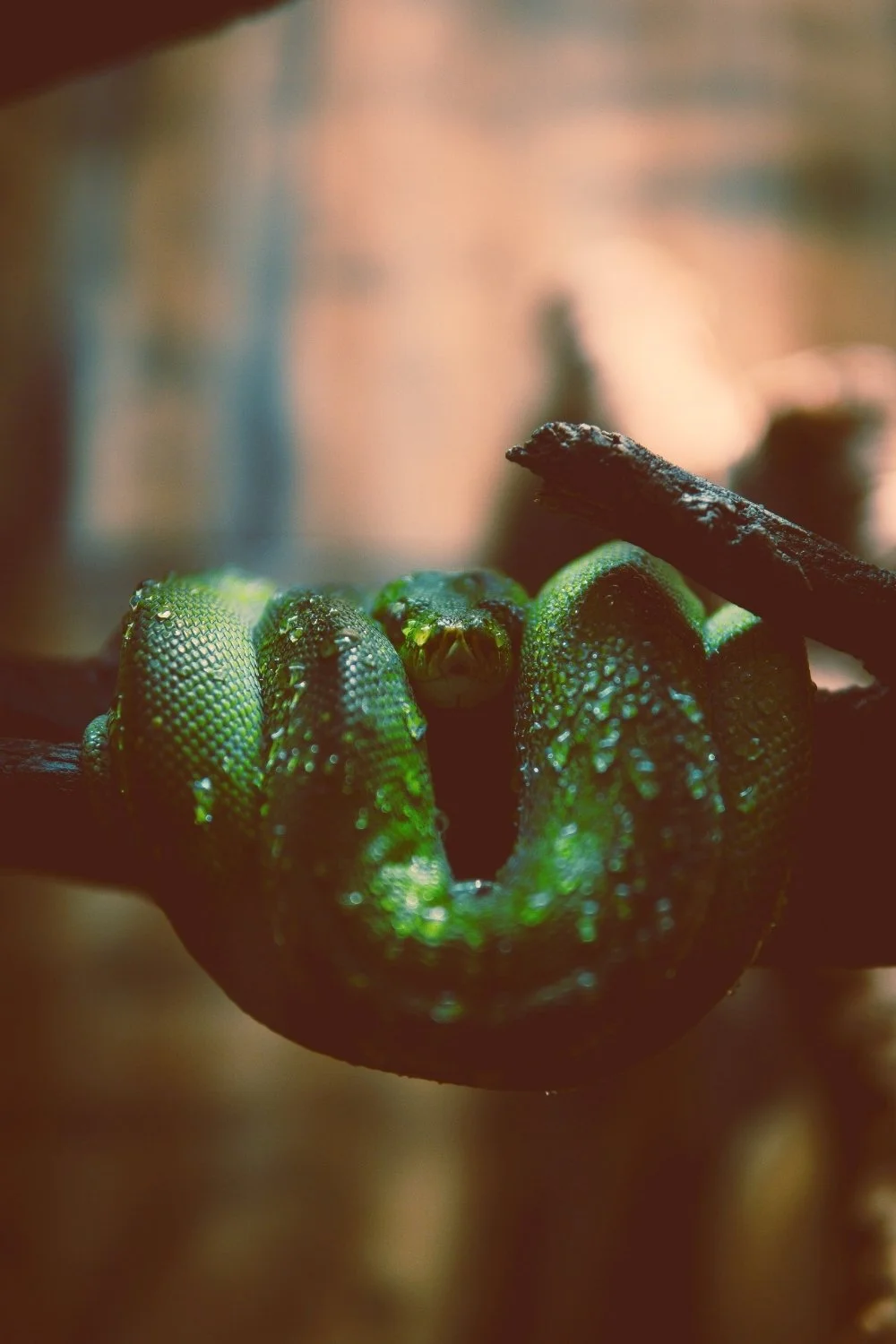 Green snake curled on a branch symbolizing Medusa for scented handmade mythology candles with wooden wicks.