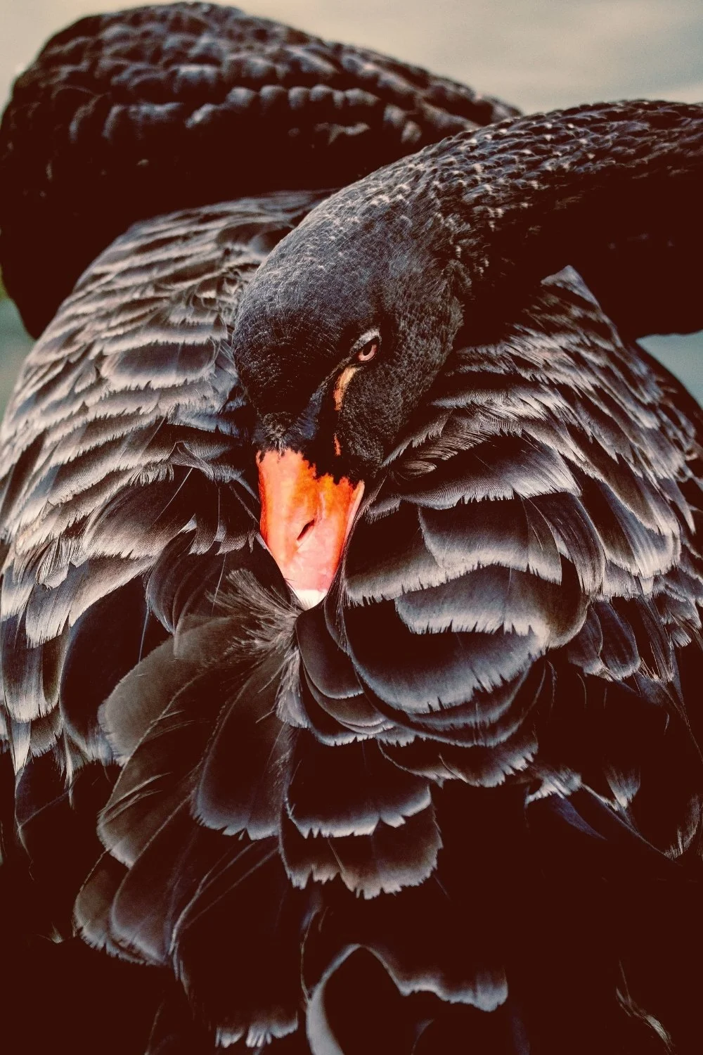 Striking portrait of a black swan with storm-dark feathers, echoing the shadowed side of Valkyrie lore, ideal for a handmade scented mythology candle featuring a clean-burning wooden wick.