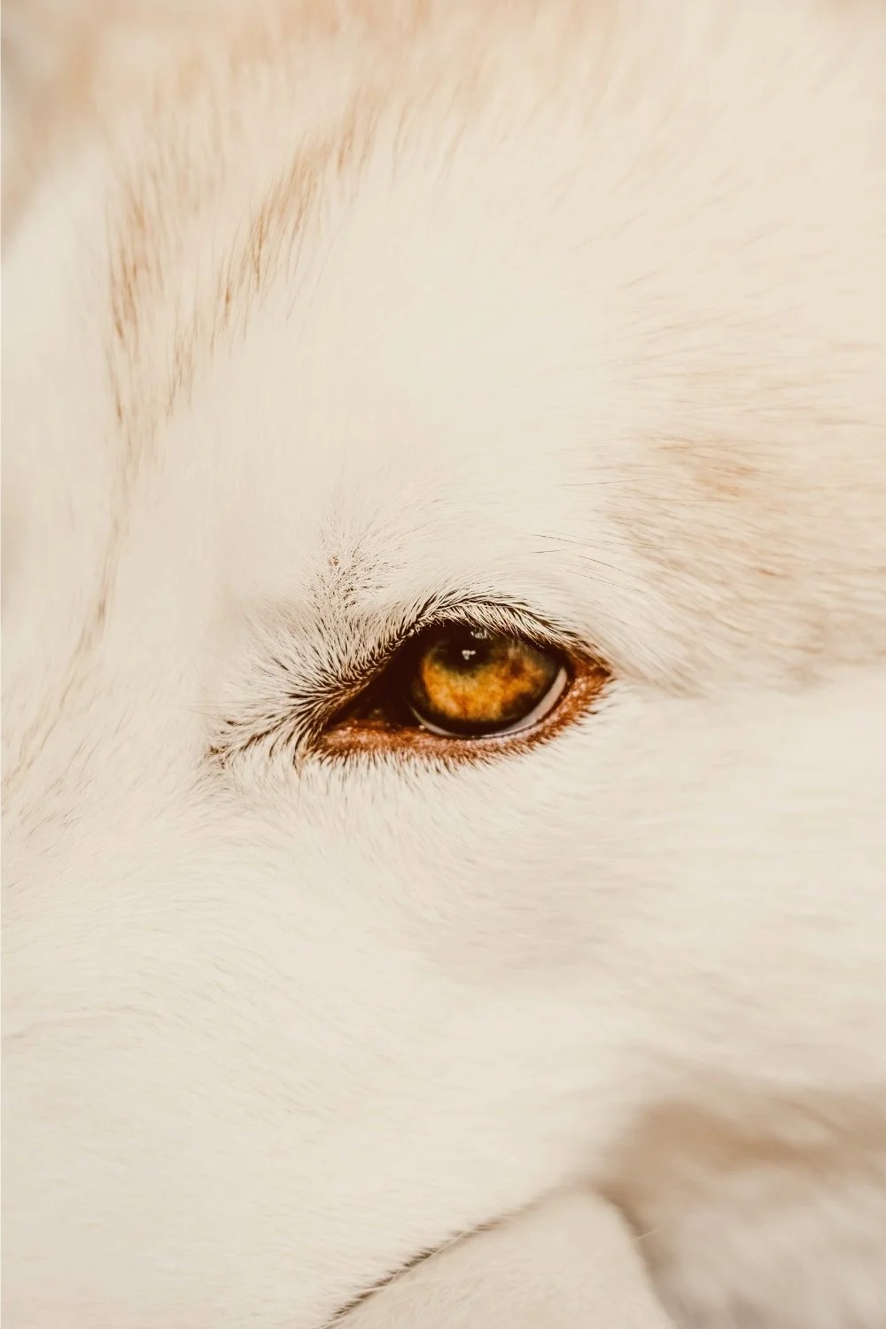 Close-up of a wolf’s golden eye, a quiet nod to Skadi’s watchful winter spirit for a handmade scented mythology candle with a clean-burning wooden wick.