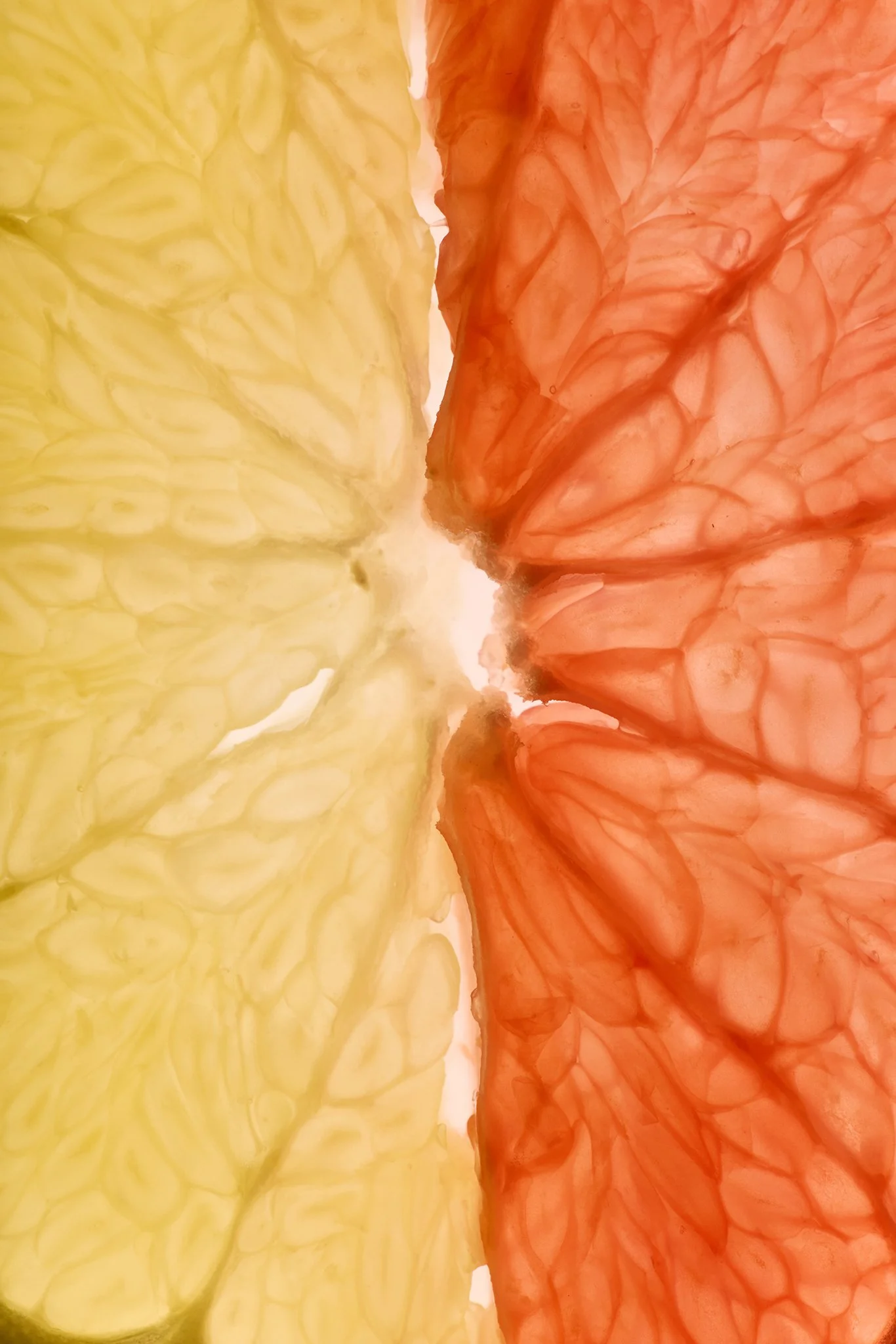 FRUITS_0381_WR.jpg