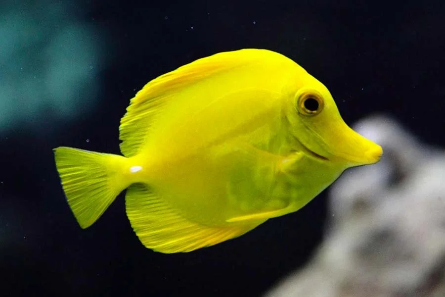 A Story from Survival to Success