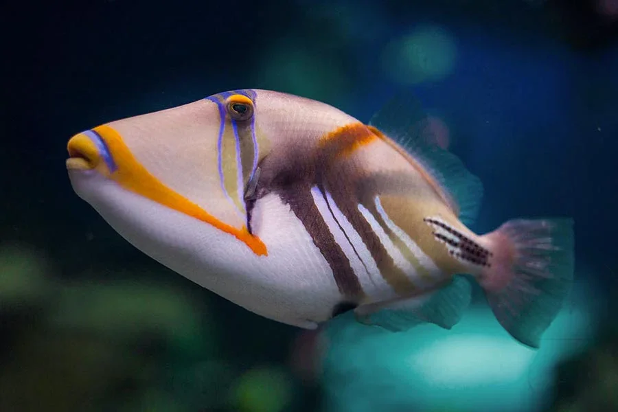 What Happens When Leaders Look Away