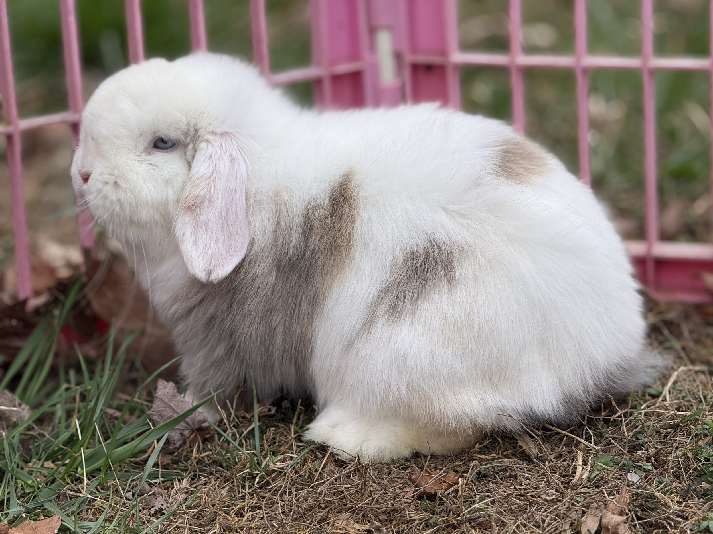 "Cherry Blossom Farms Terabella" Lilac/Fawn harlequin, should carry choc