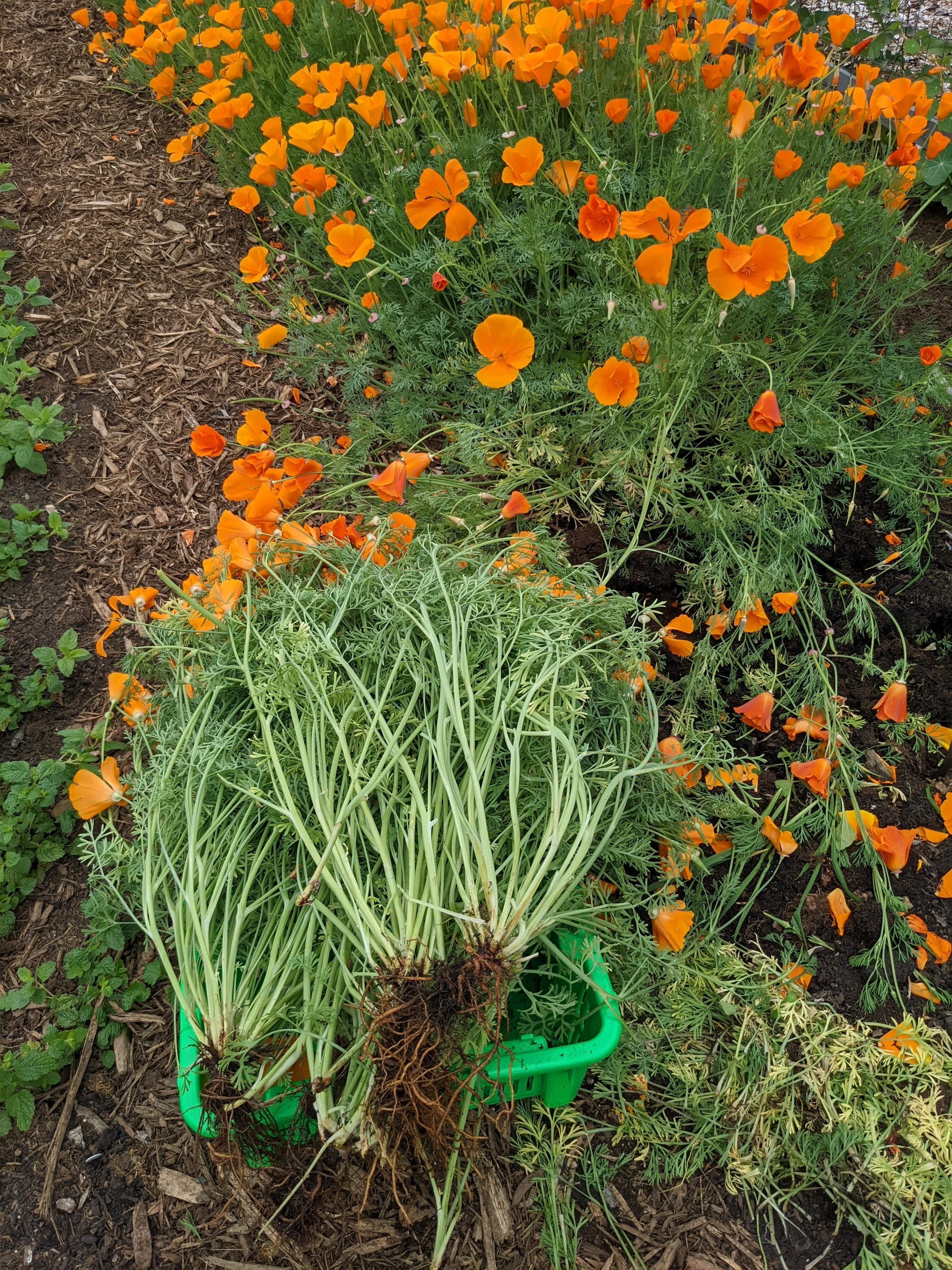 Apothecary Days — Laughing Rabbit Farm