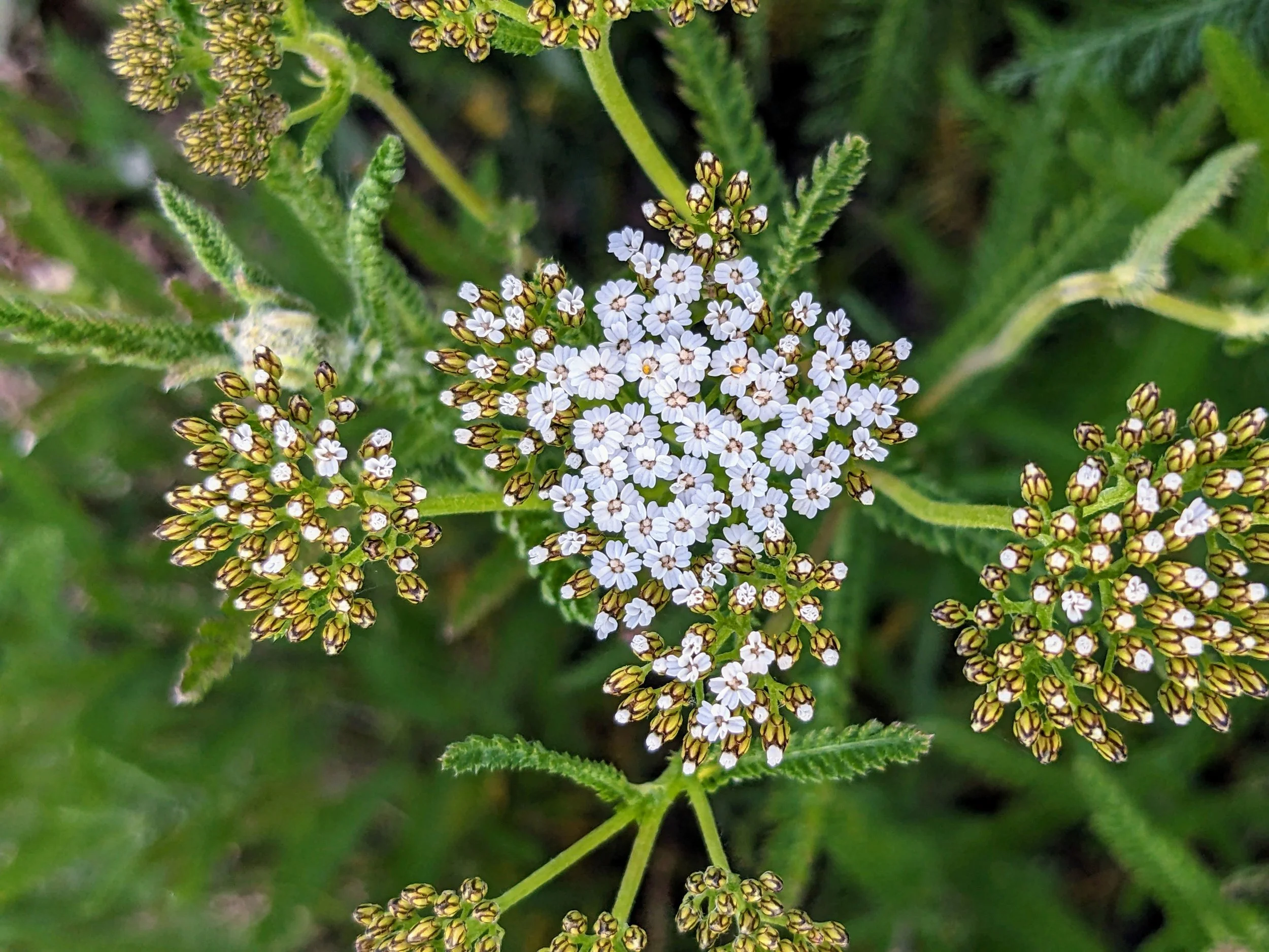 Apothecary Days — Laughing Rabbit Farm