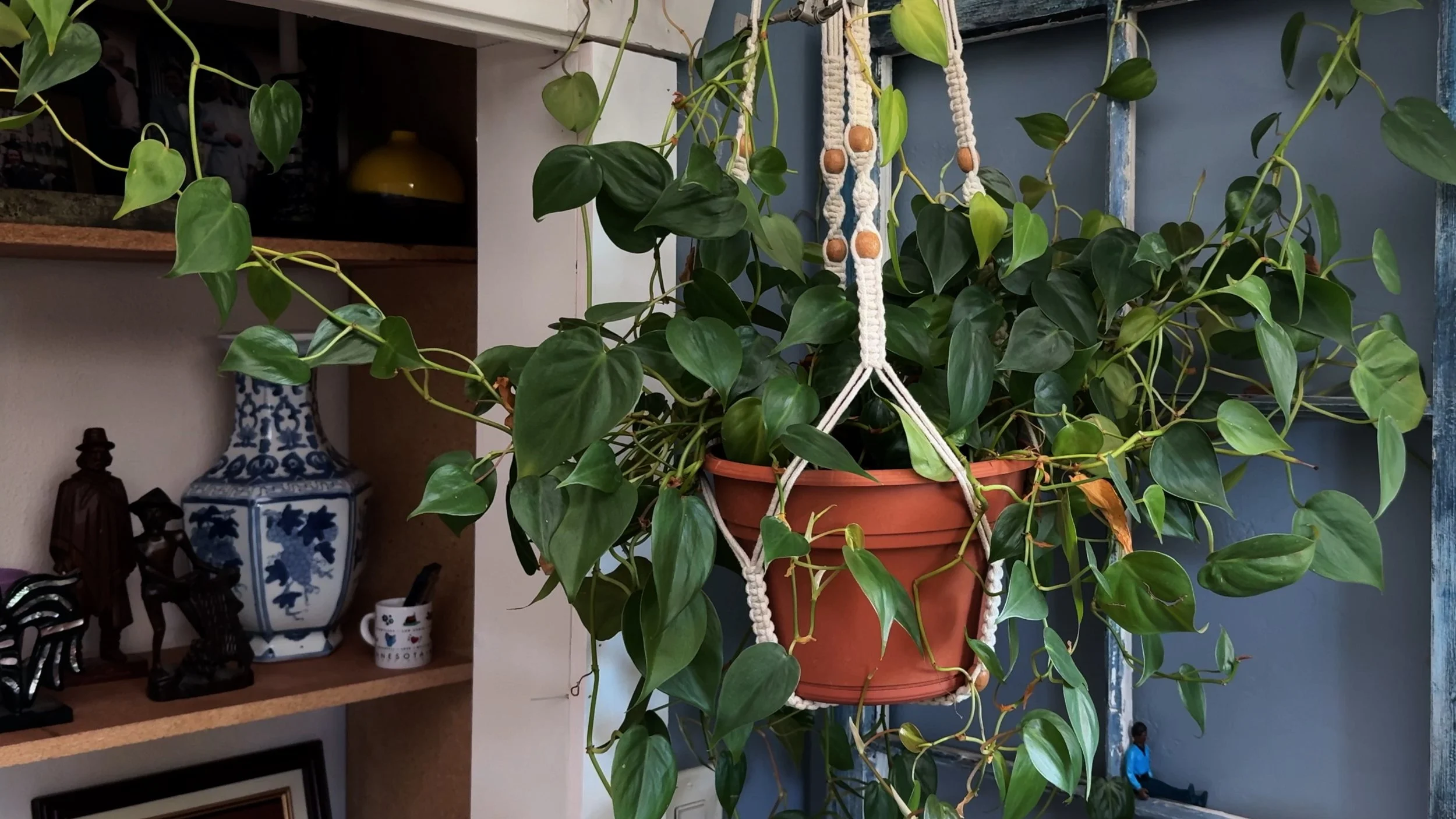 houseplants gathered in the room before it became a guest room