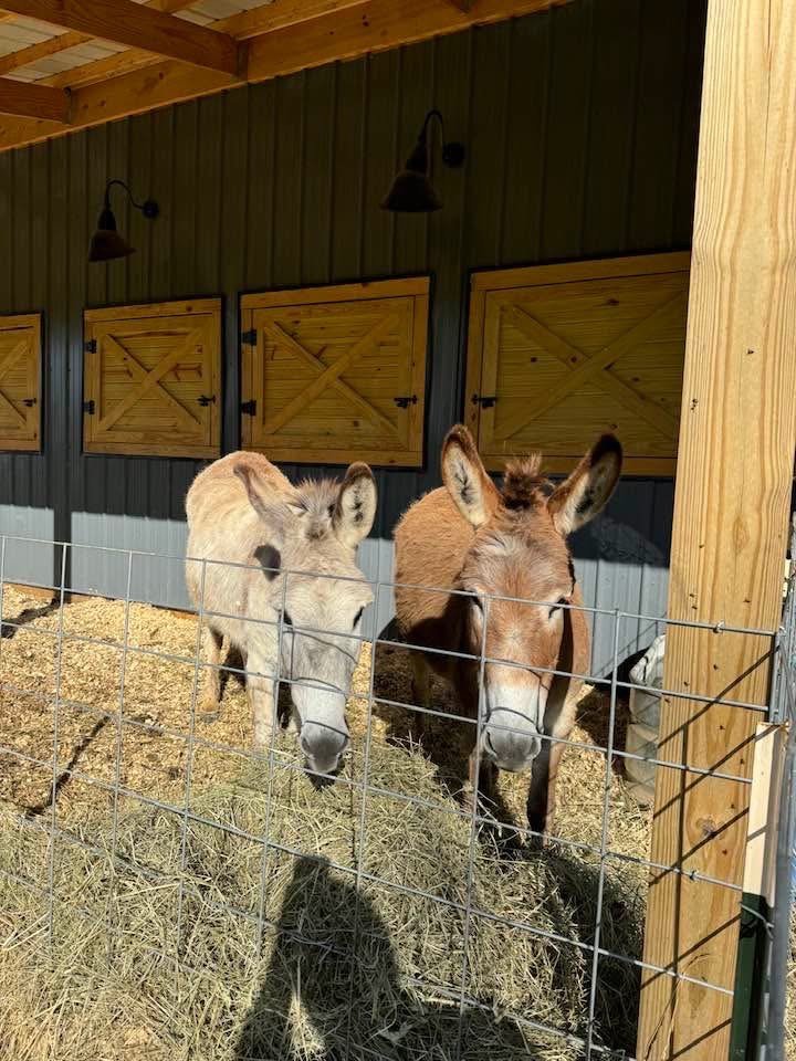 Donkeys.jpeg