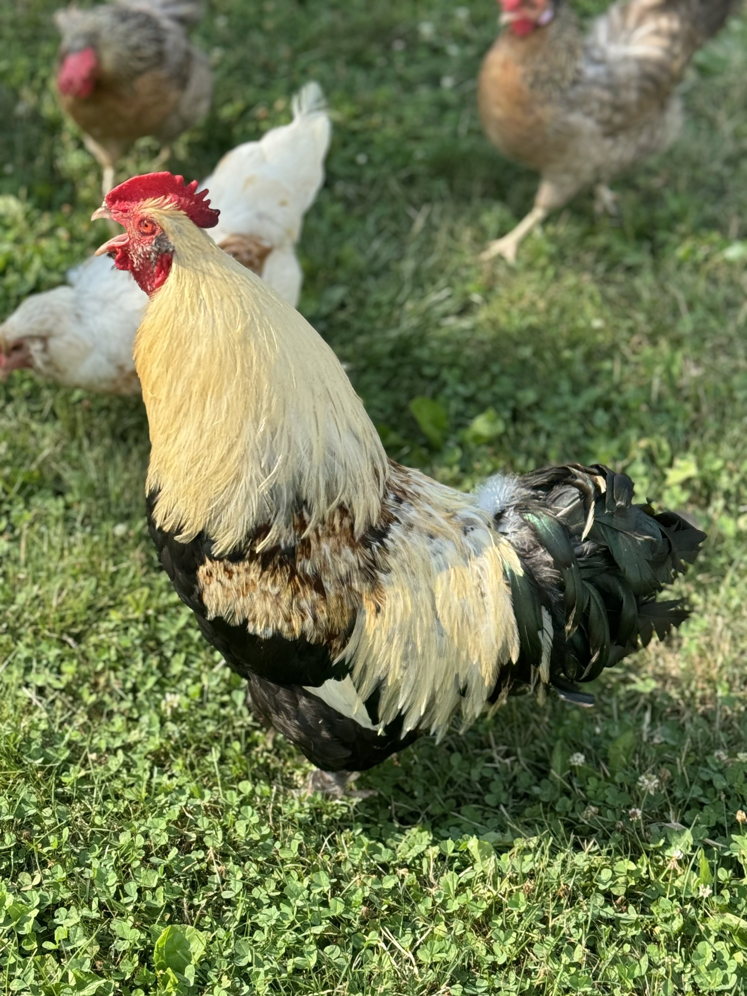Rooster.jpeg