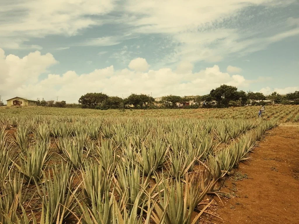 D12: Aloe Vera plantation