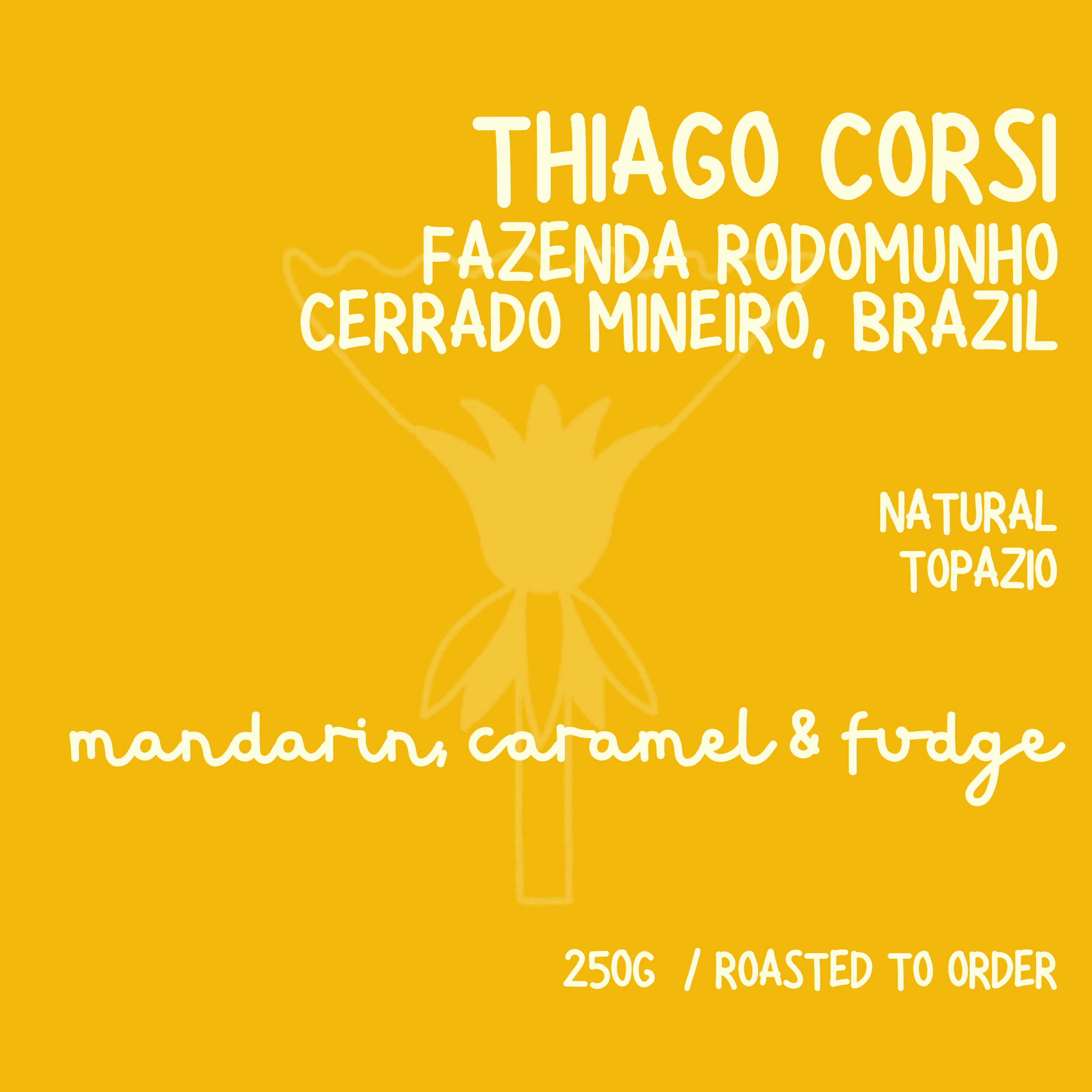 Thiago Corsi // BRAZIL