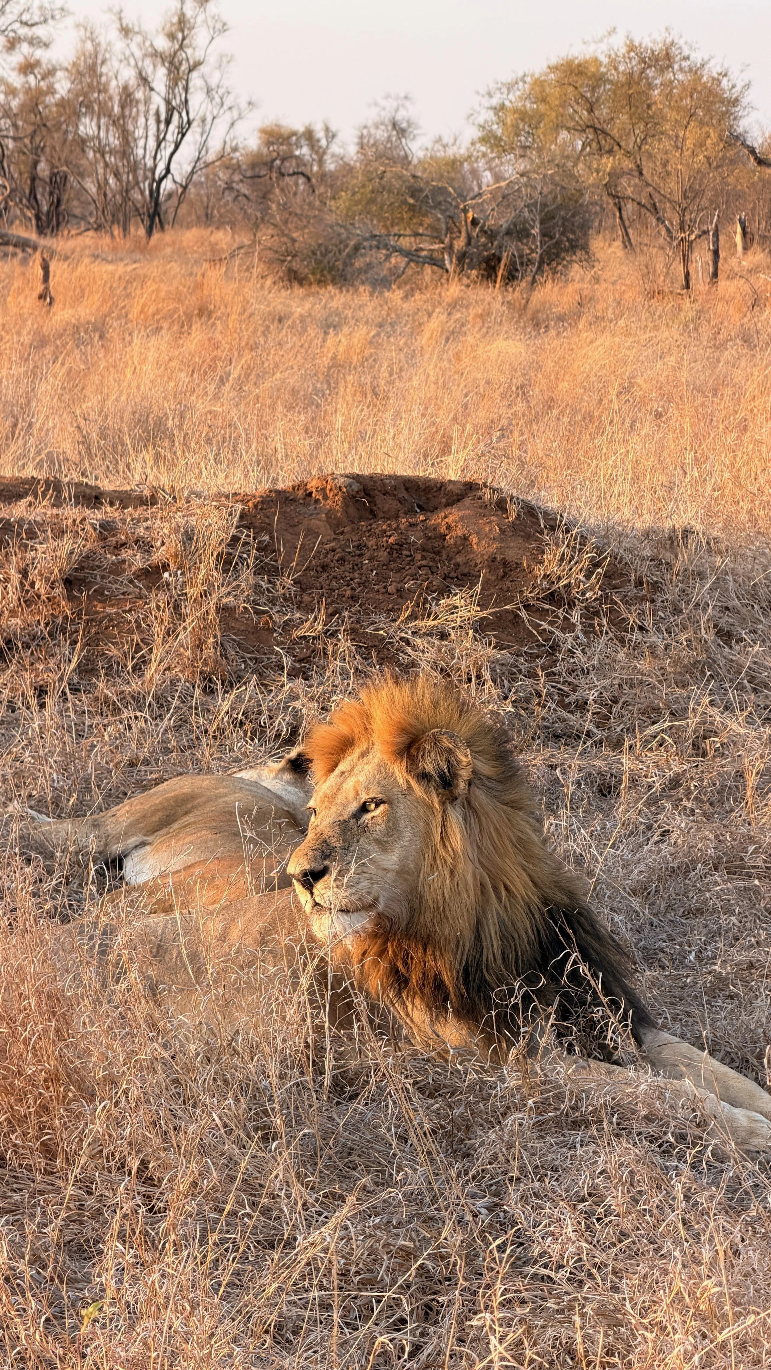 FullSizeRender (1).jpeg