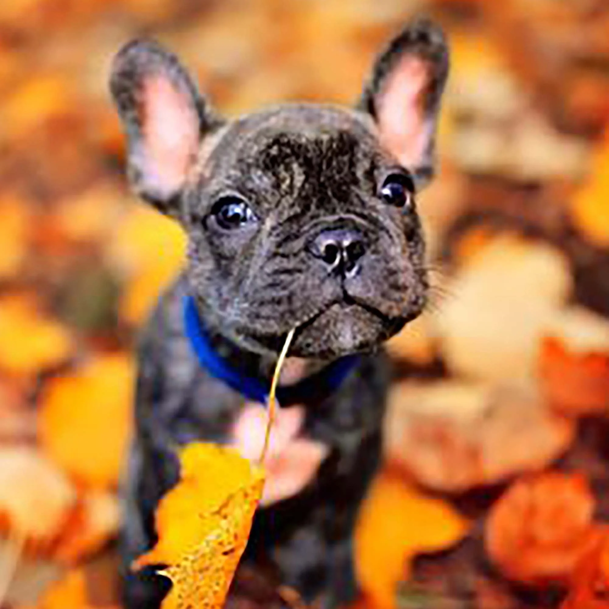Fall Pet Hacks!!!