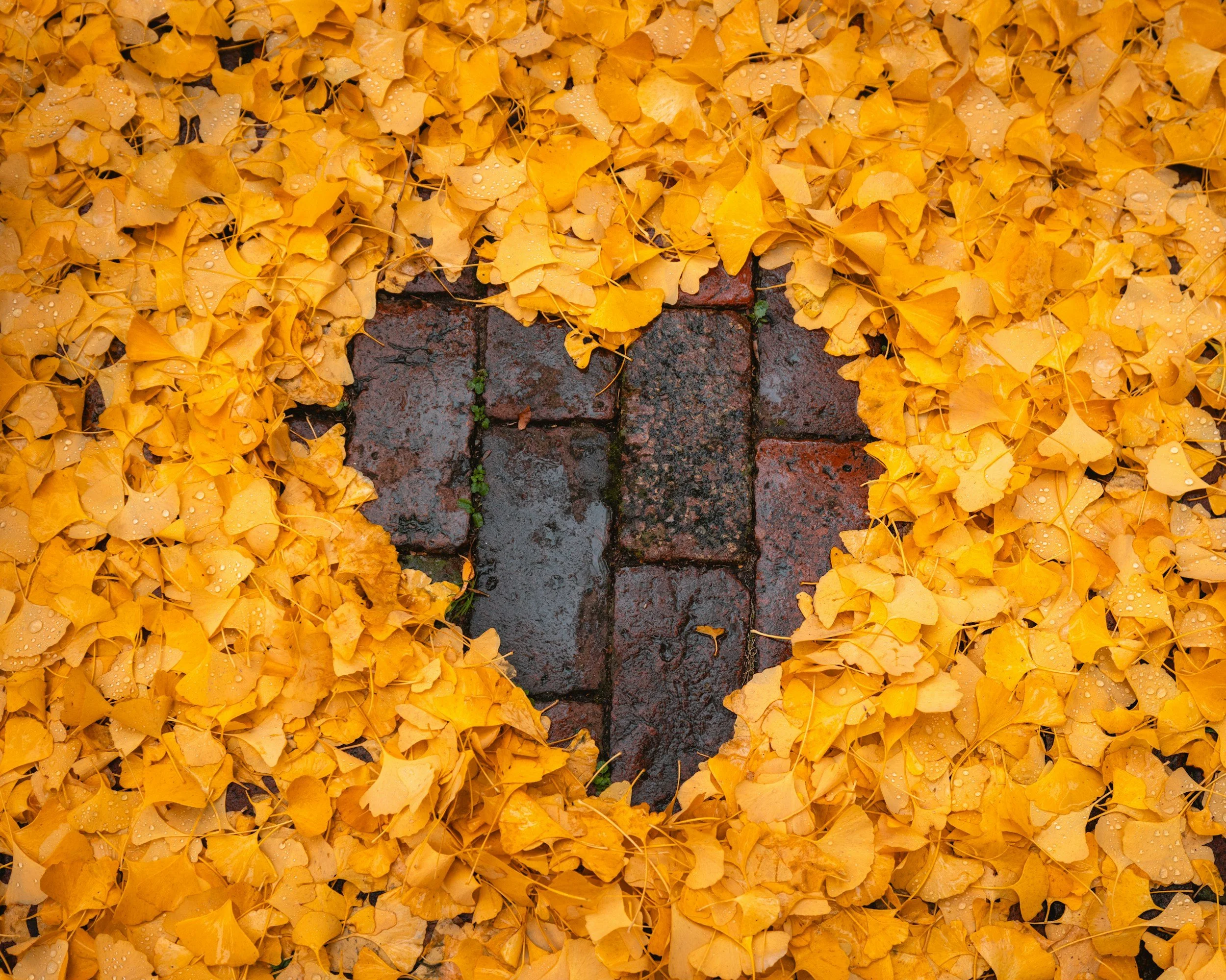 leaves arranged in a heart outside