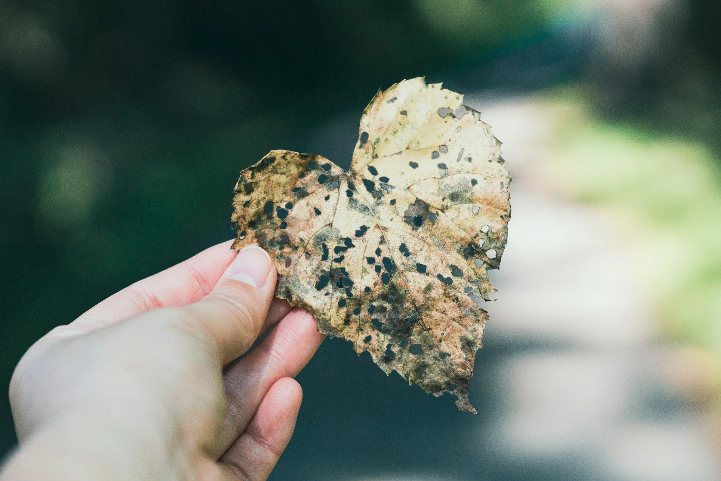 heart shaped leaf