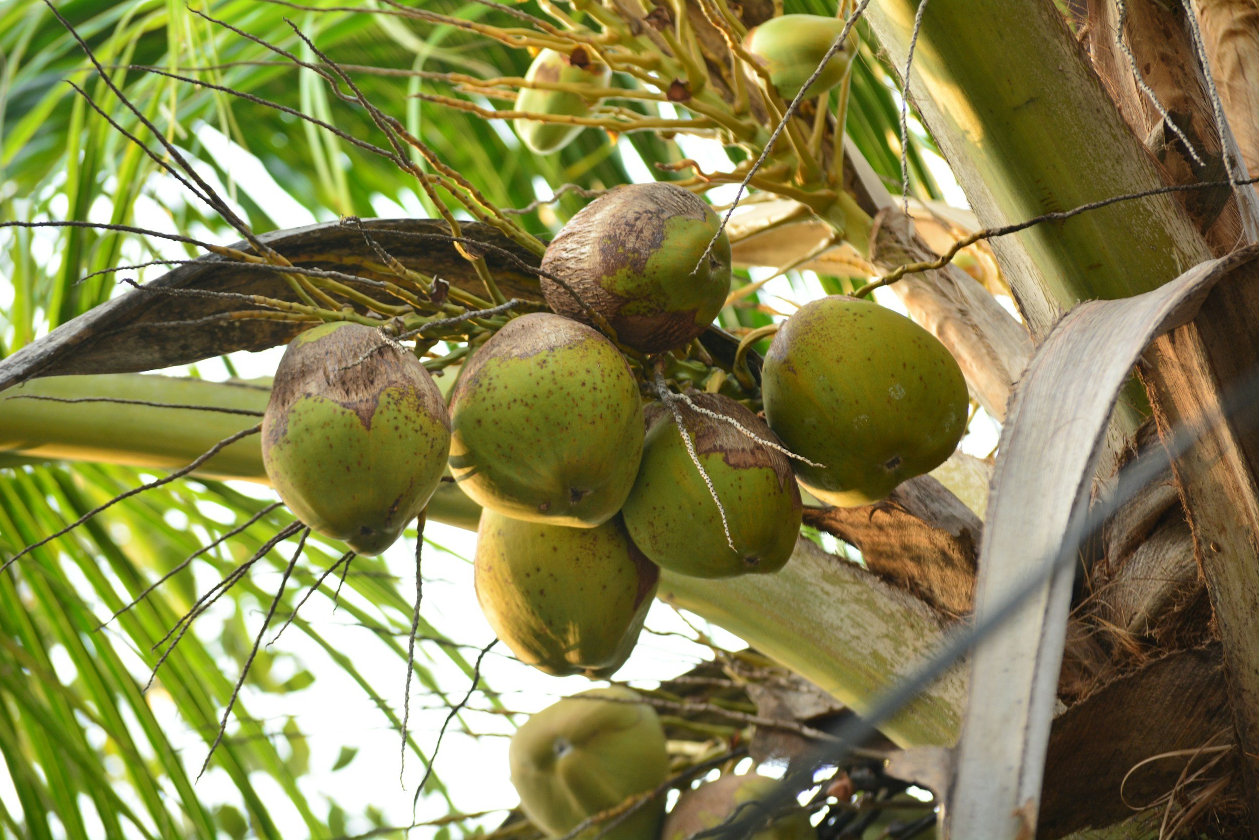 organic coconuts growing on a tree