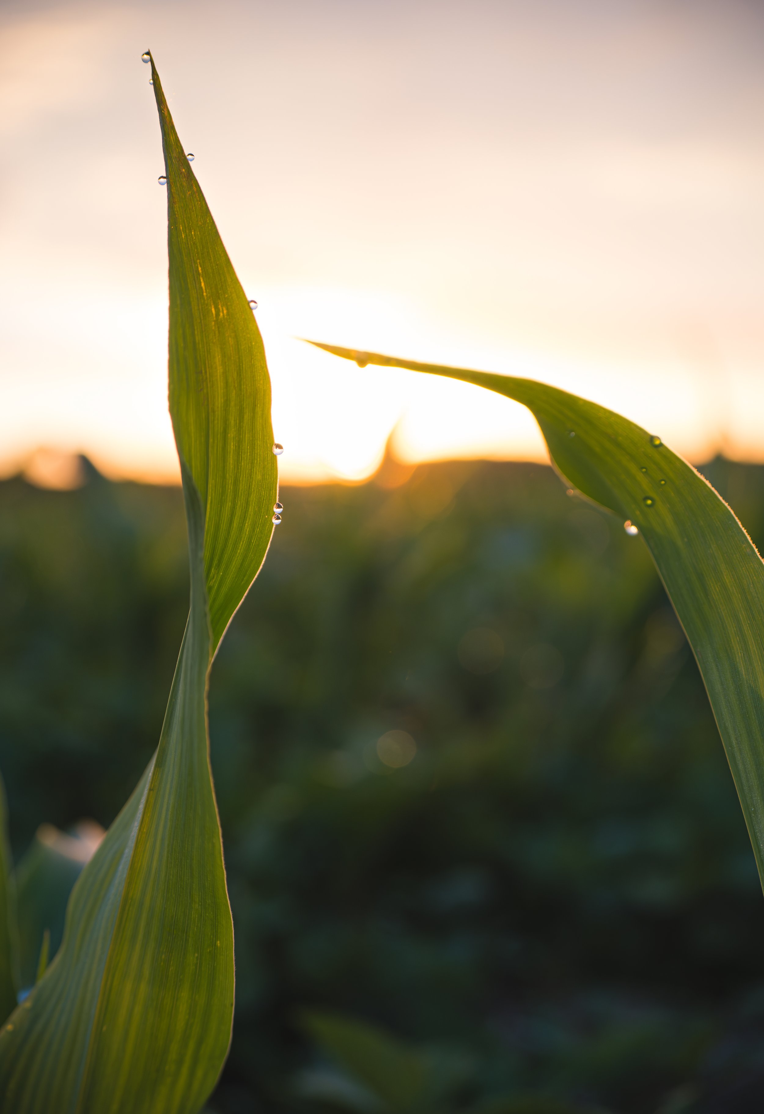 2024-06-08_Cornfield Sunrise-2.jpg