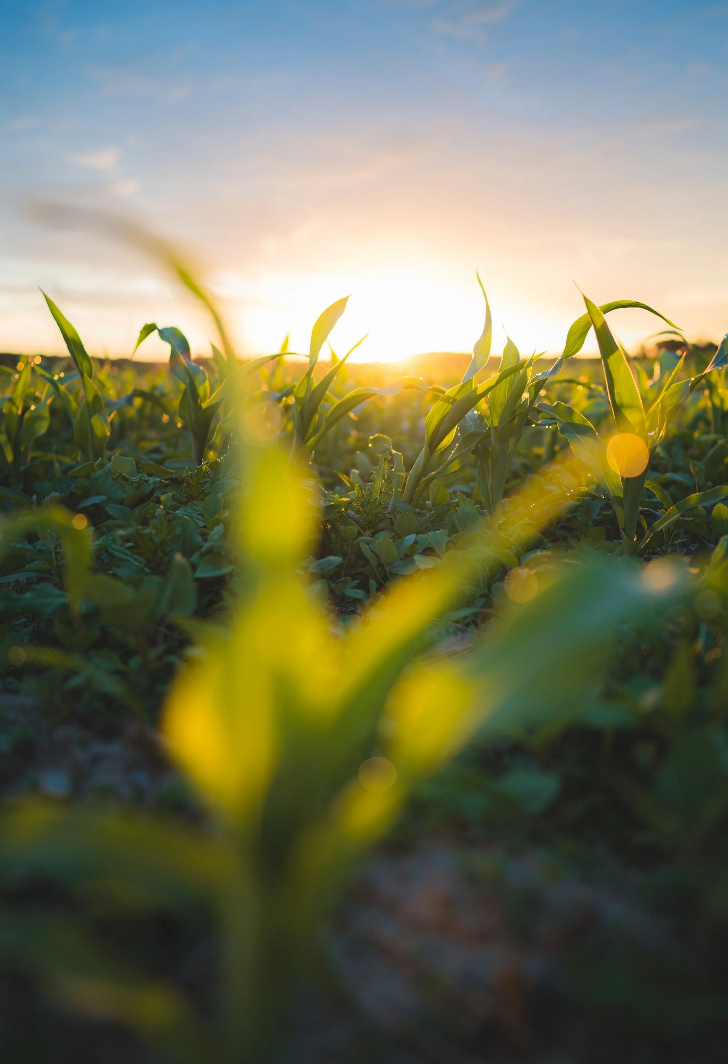 2024-06-08_Cornfield Sunrise-4.jpg