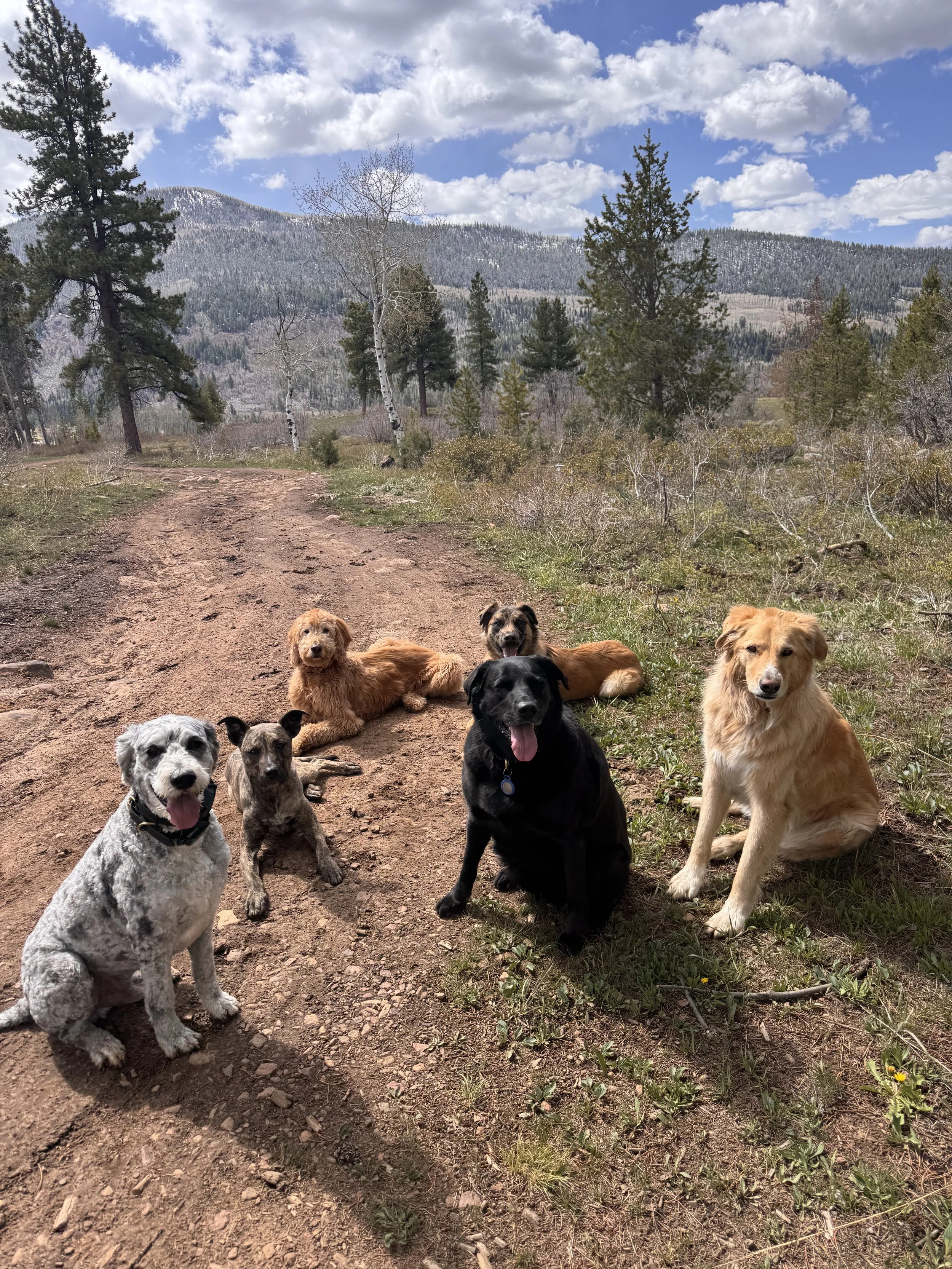 Six dogs of different breeds lying and sitting on a dirt trail in a scenic mountain landscape with trees and clouds.