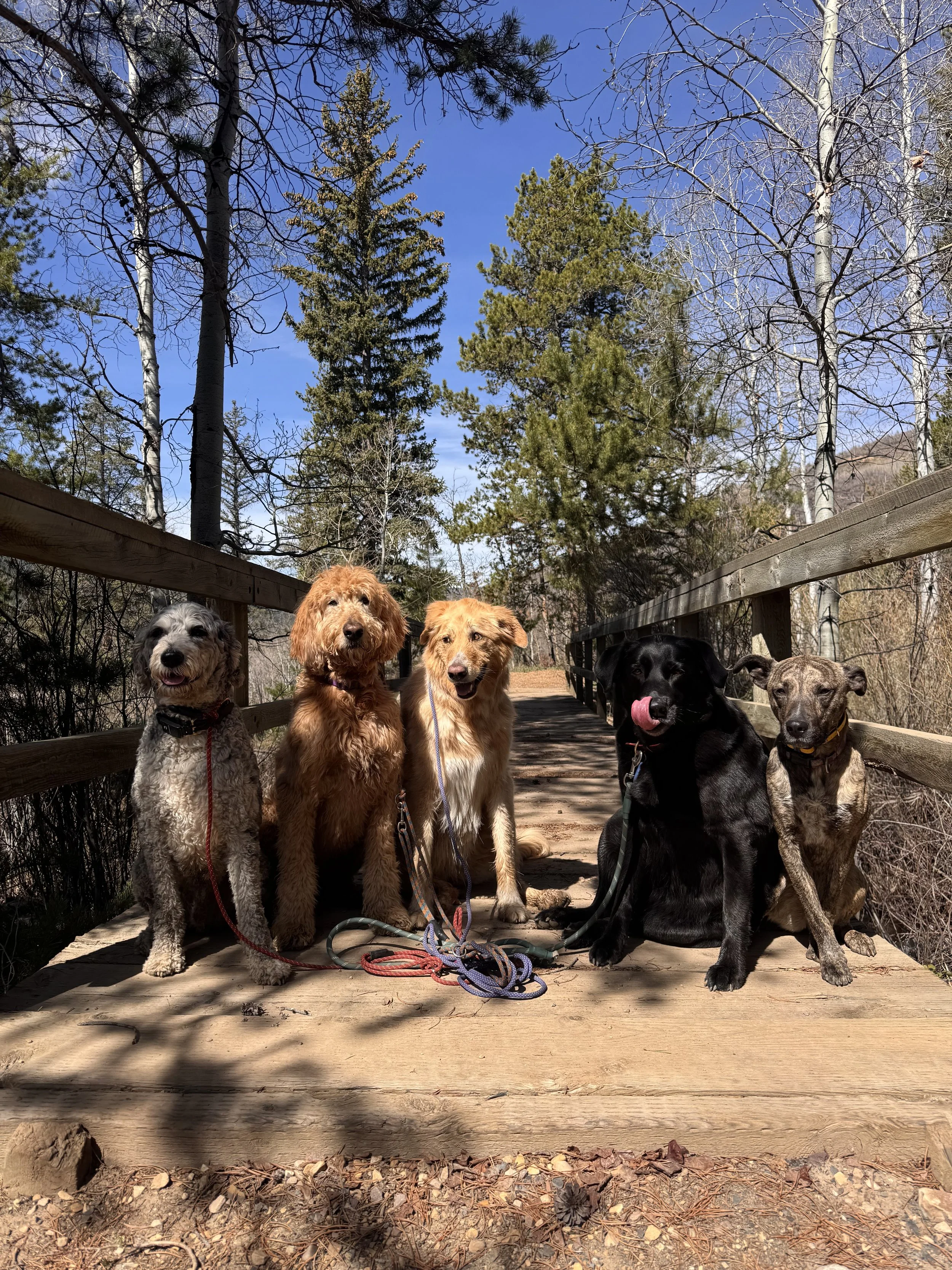 Seven dogs sitting on a wooden bridge outdoors with trees and blue sky in the background.
