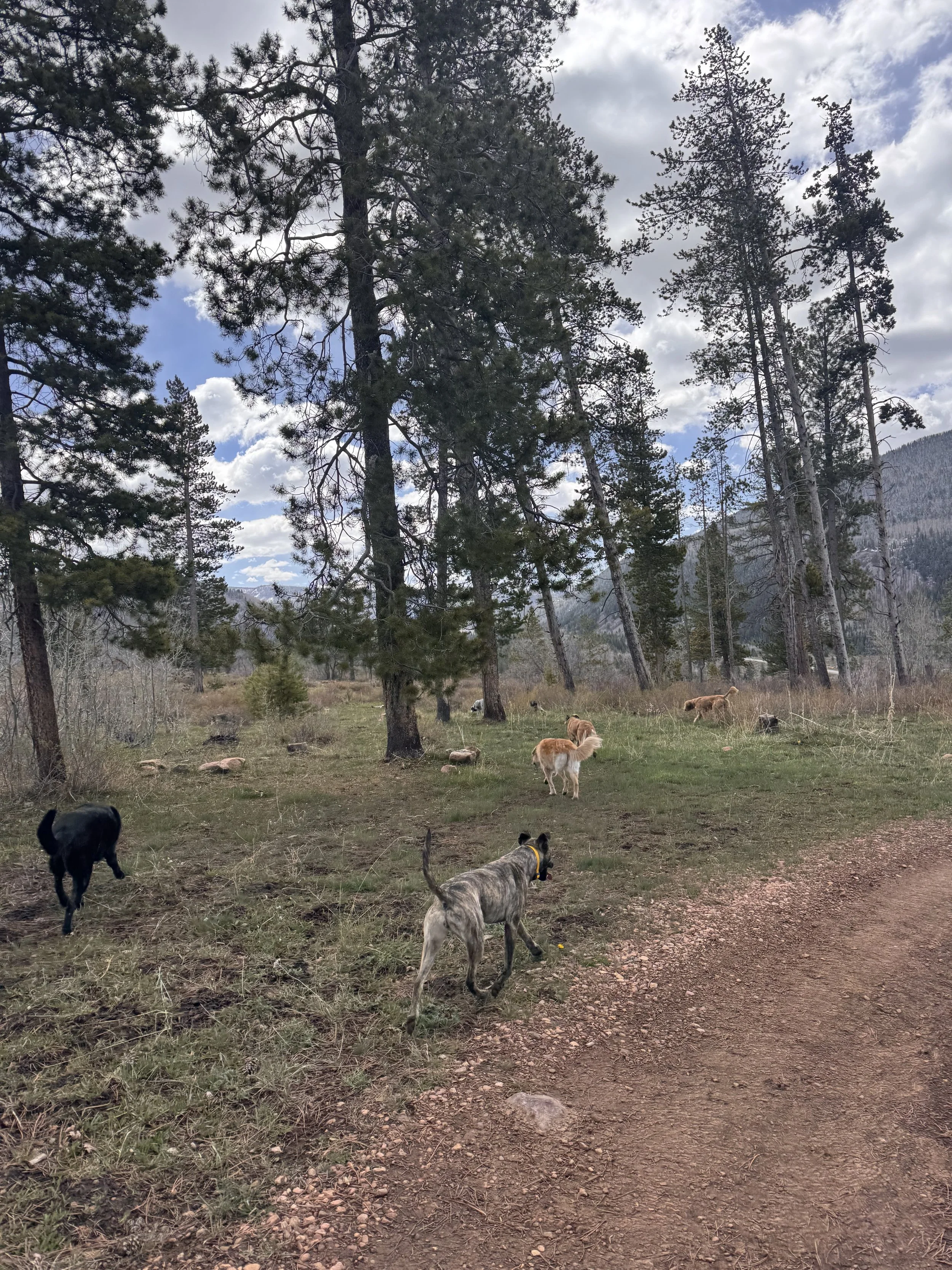 A group of dogs walking in a forested area with large pine trees, some clouds in the sky, and a dirt trail in the foreground.