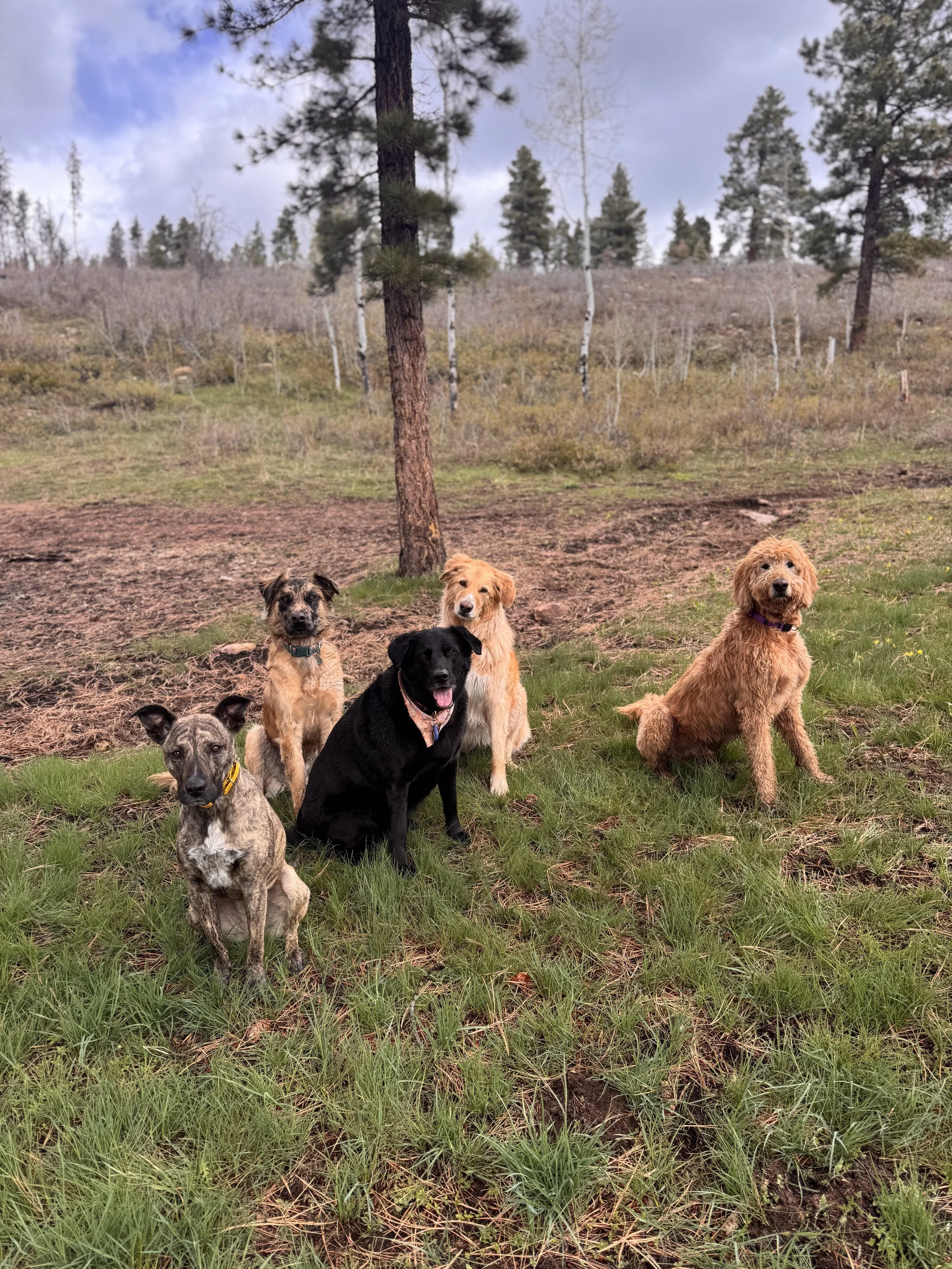 Five dogs sitting in a grassy area with trees and cloudy sky in the background.