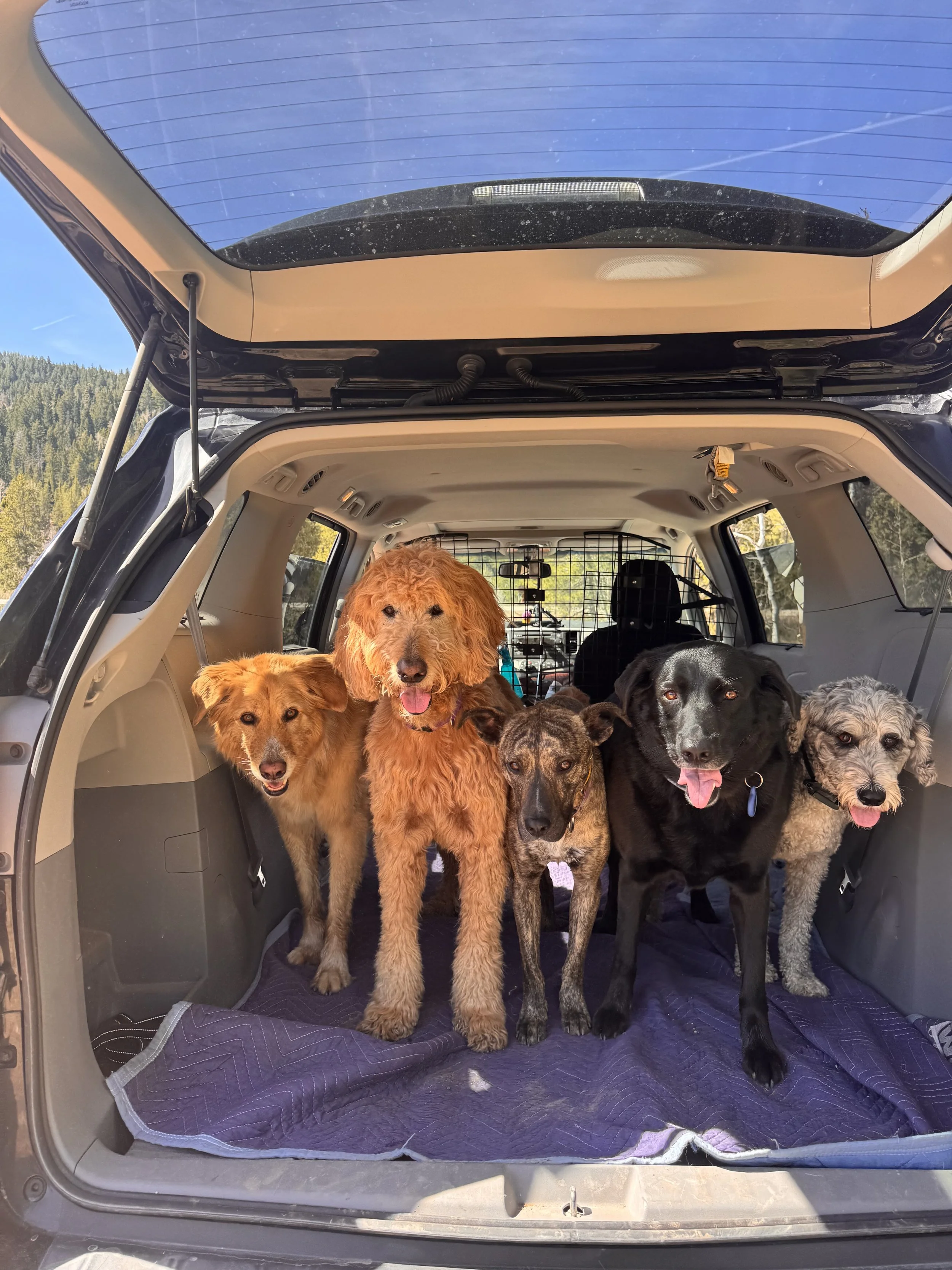 The photo shows the open trunk of a vehicle with a dog cage inside, filled with six dogs of different breeds and sizes standing at the back of the vehicle, with a scenic view of mountains and trees in the background.