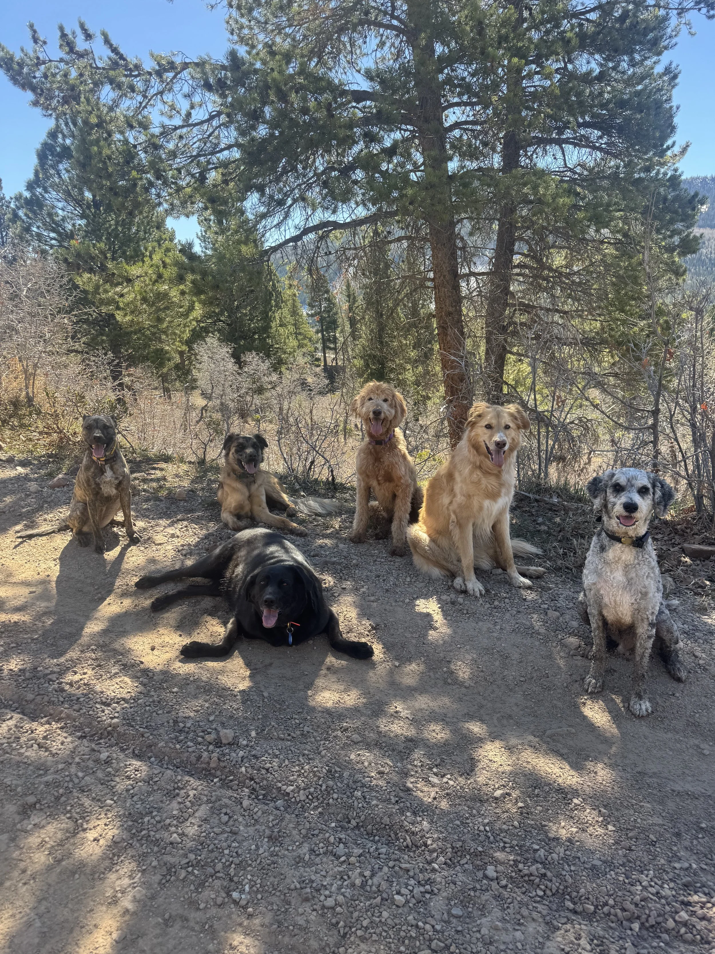 Five dogs sitting and lying on a dirt trail in front of a large pine tree.