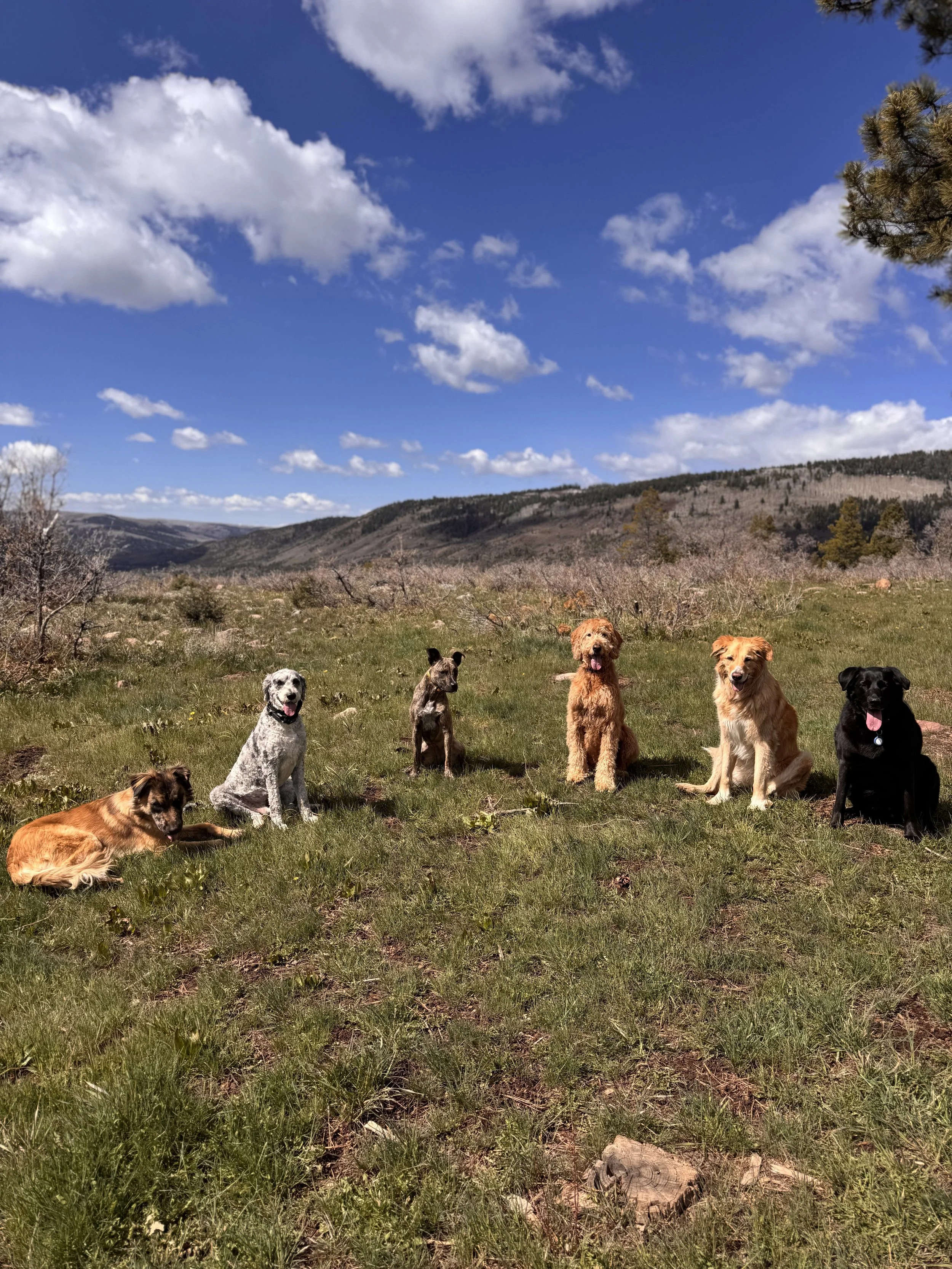 A group of six dogs sitting and lying on a grassy field with hills and a blue sky with white clouds in the background.