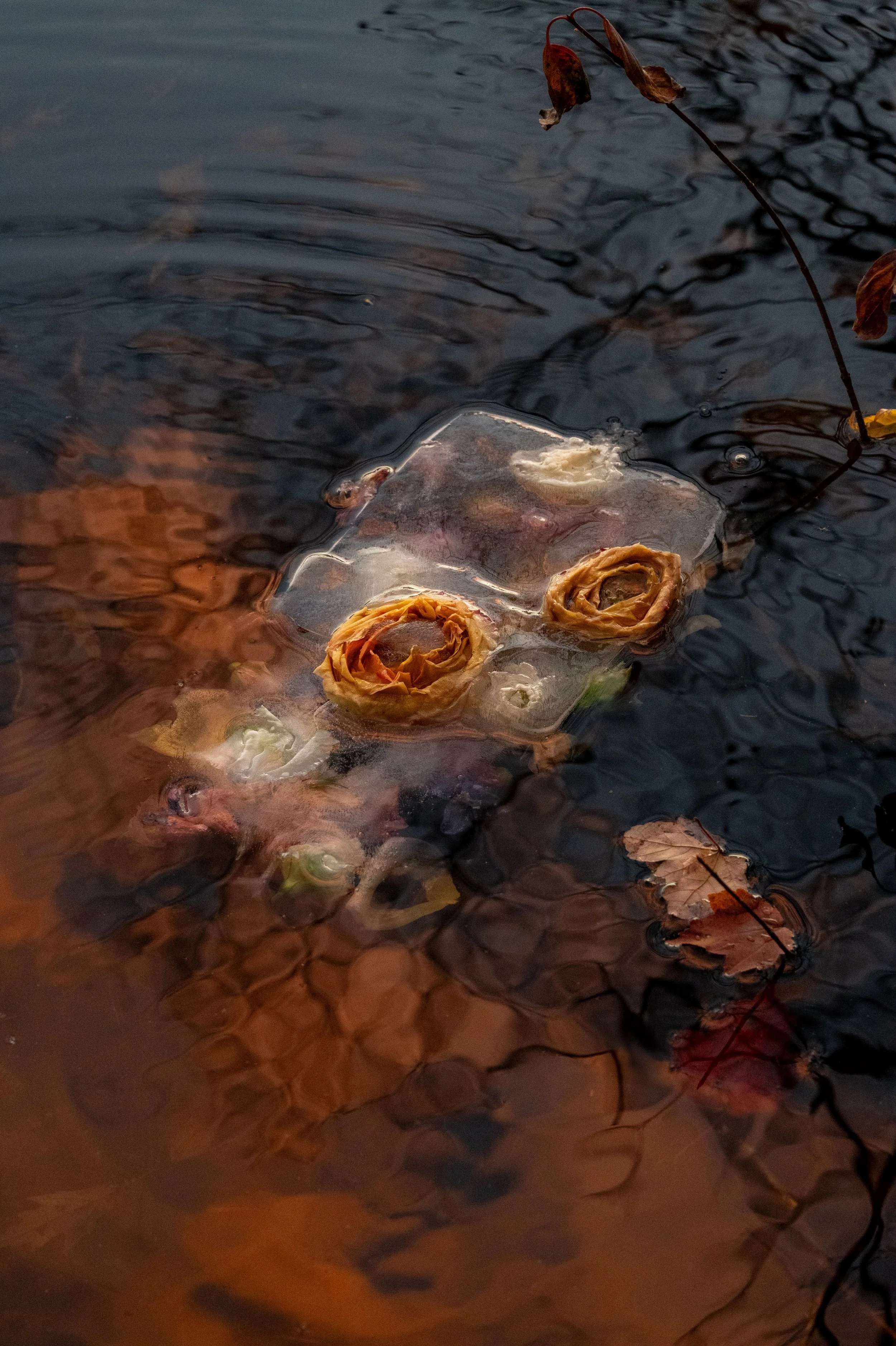 ranunculus, thawing_03.jpg