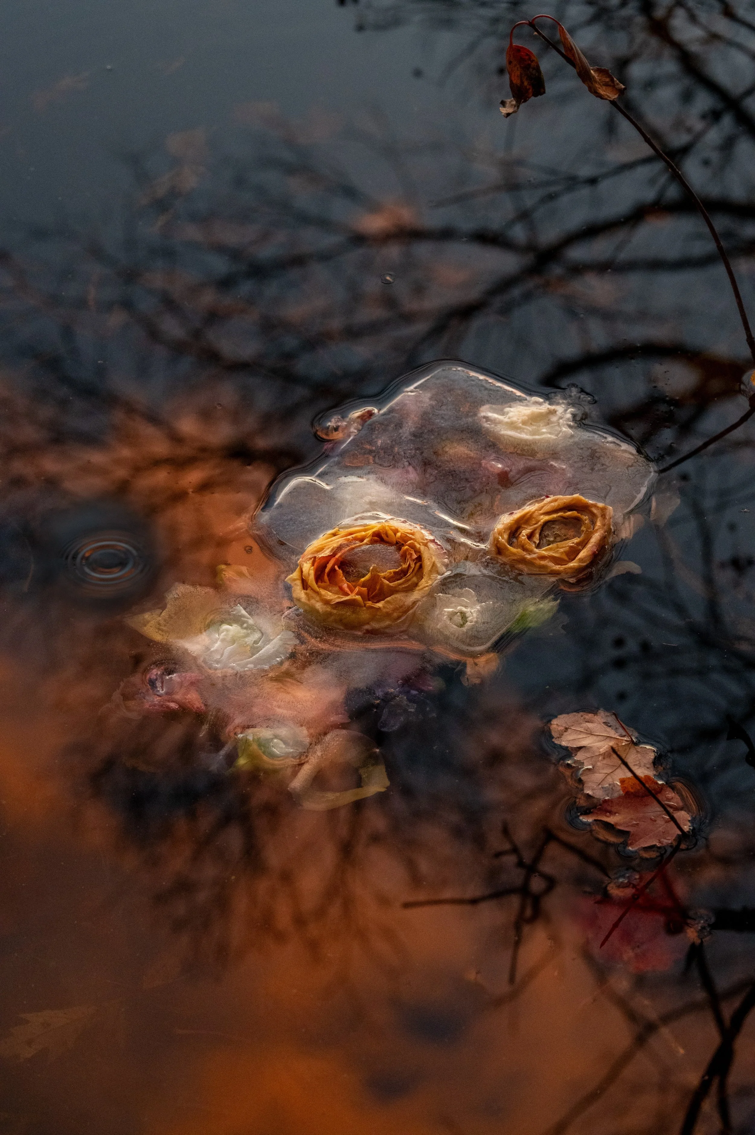 ranunculus, thawing_02.jpg
