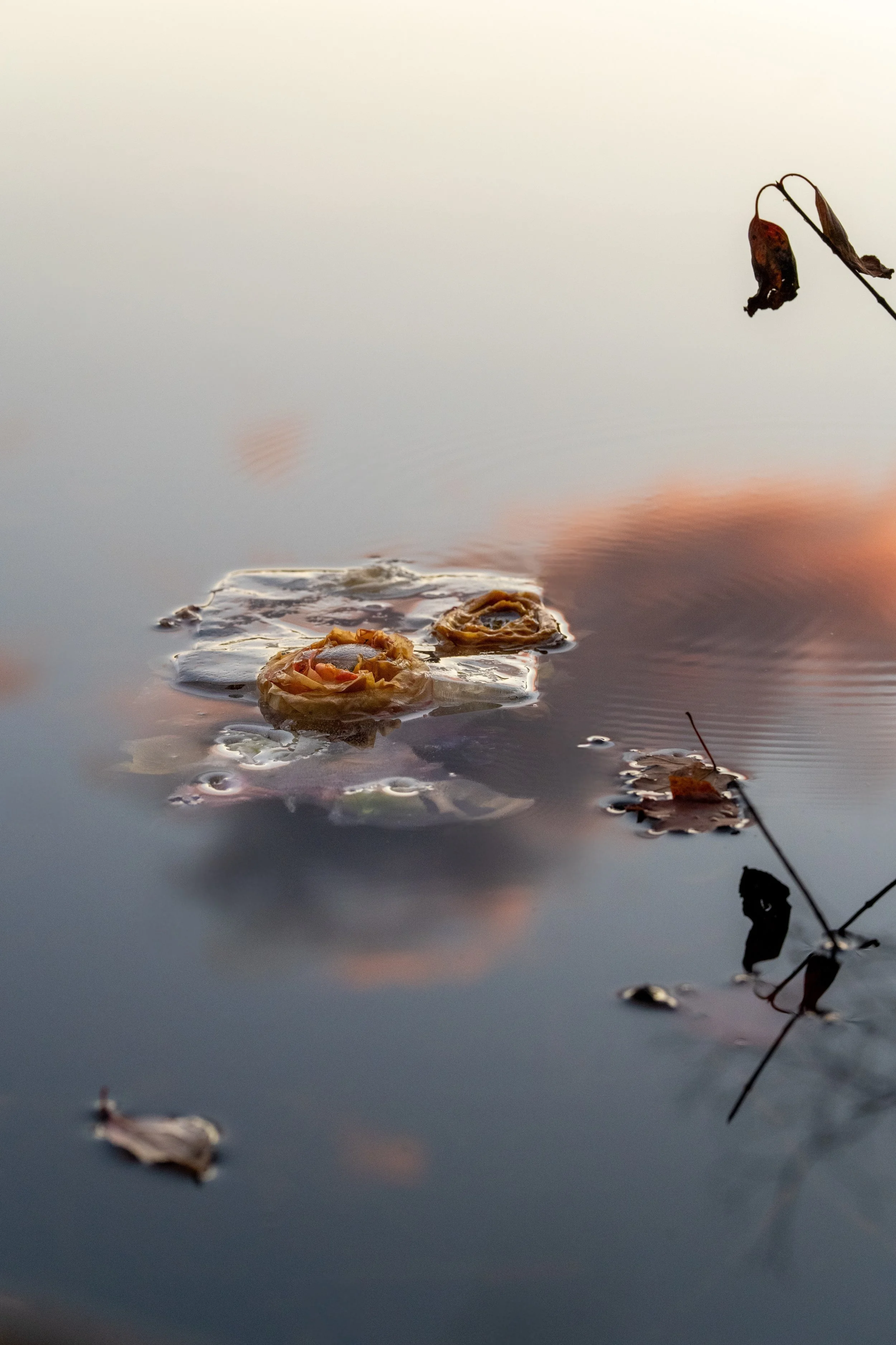 ranunculus, thawing_12.jpg