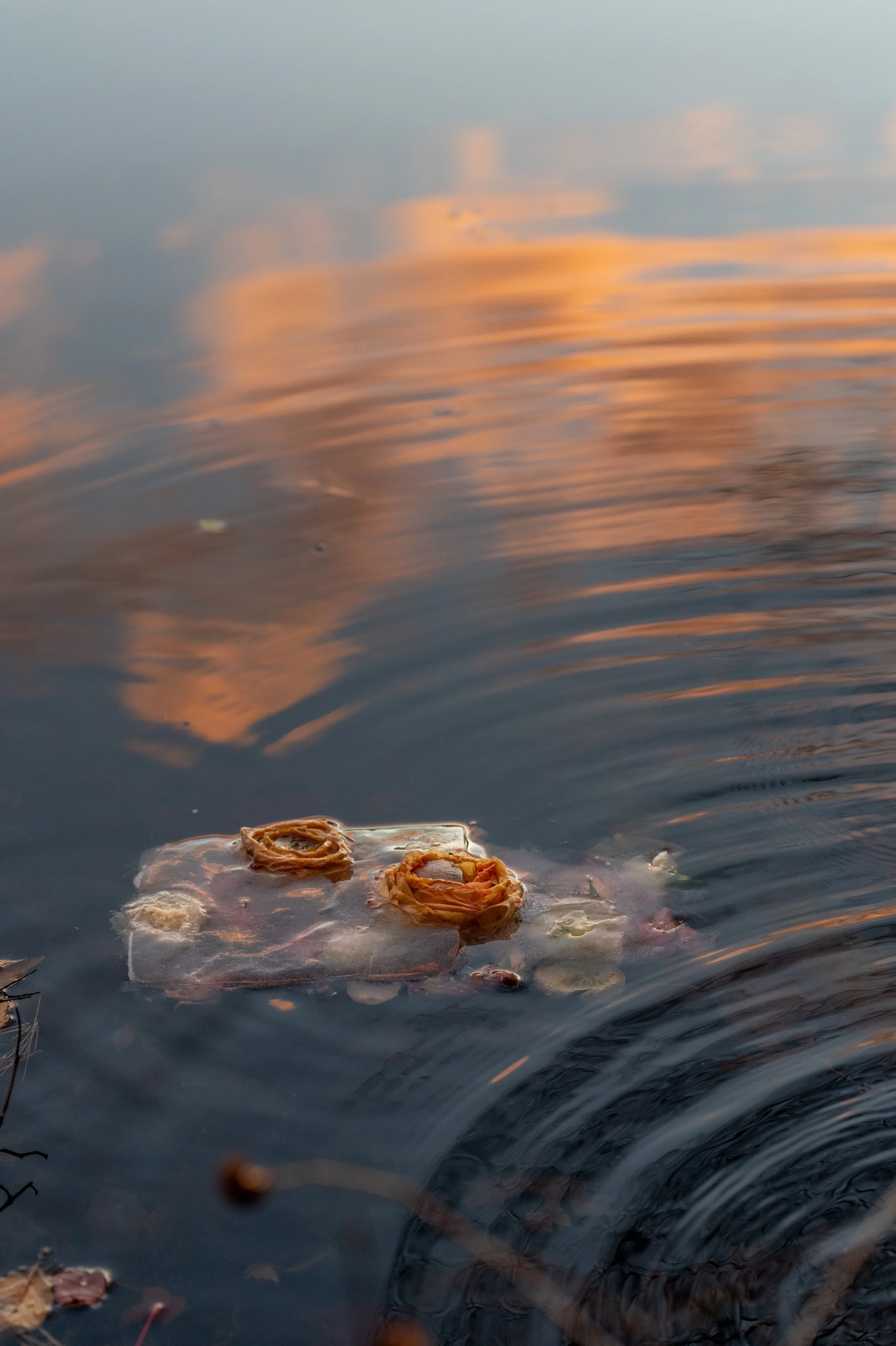 ranunculus, thawing_06.jpg