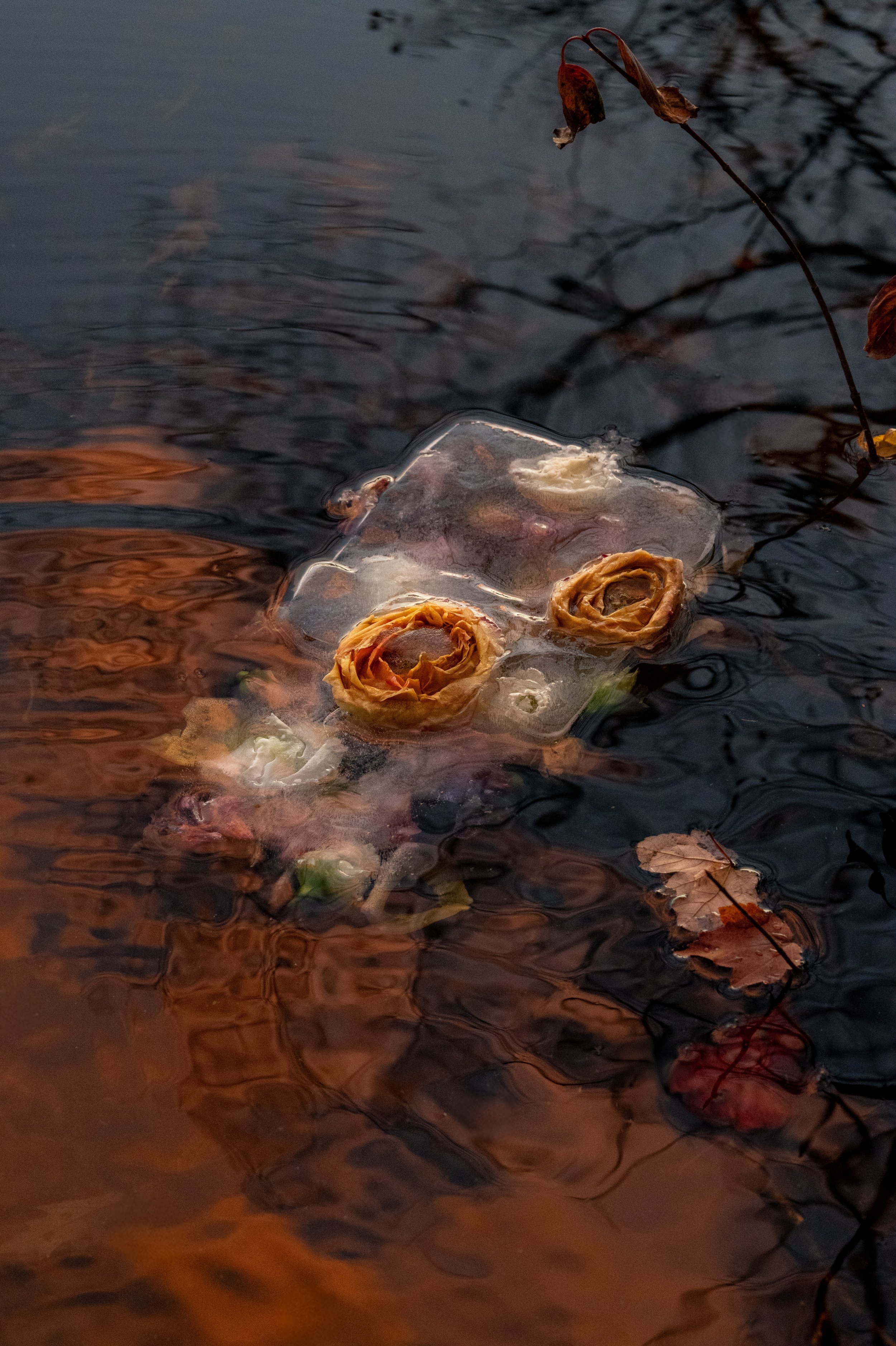 ranunculus, thawing_04.jpg