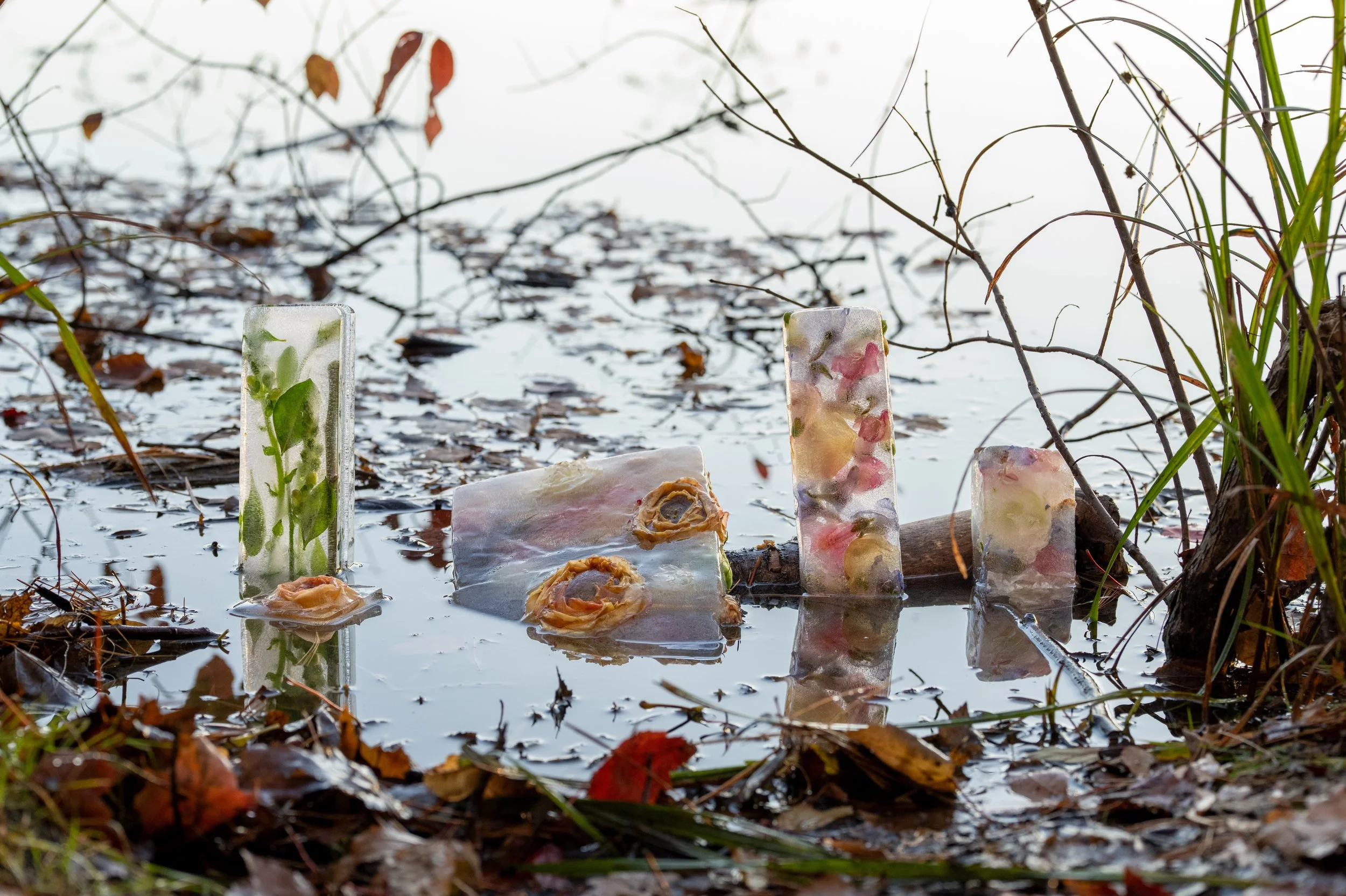 ranunculus, thawing_08.jpg