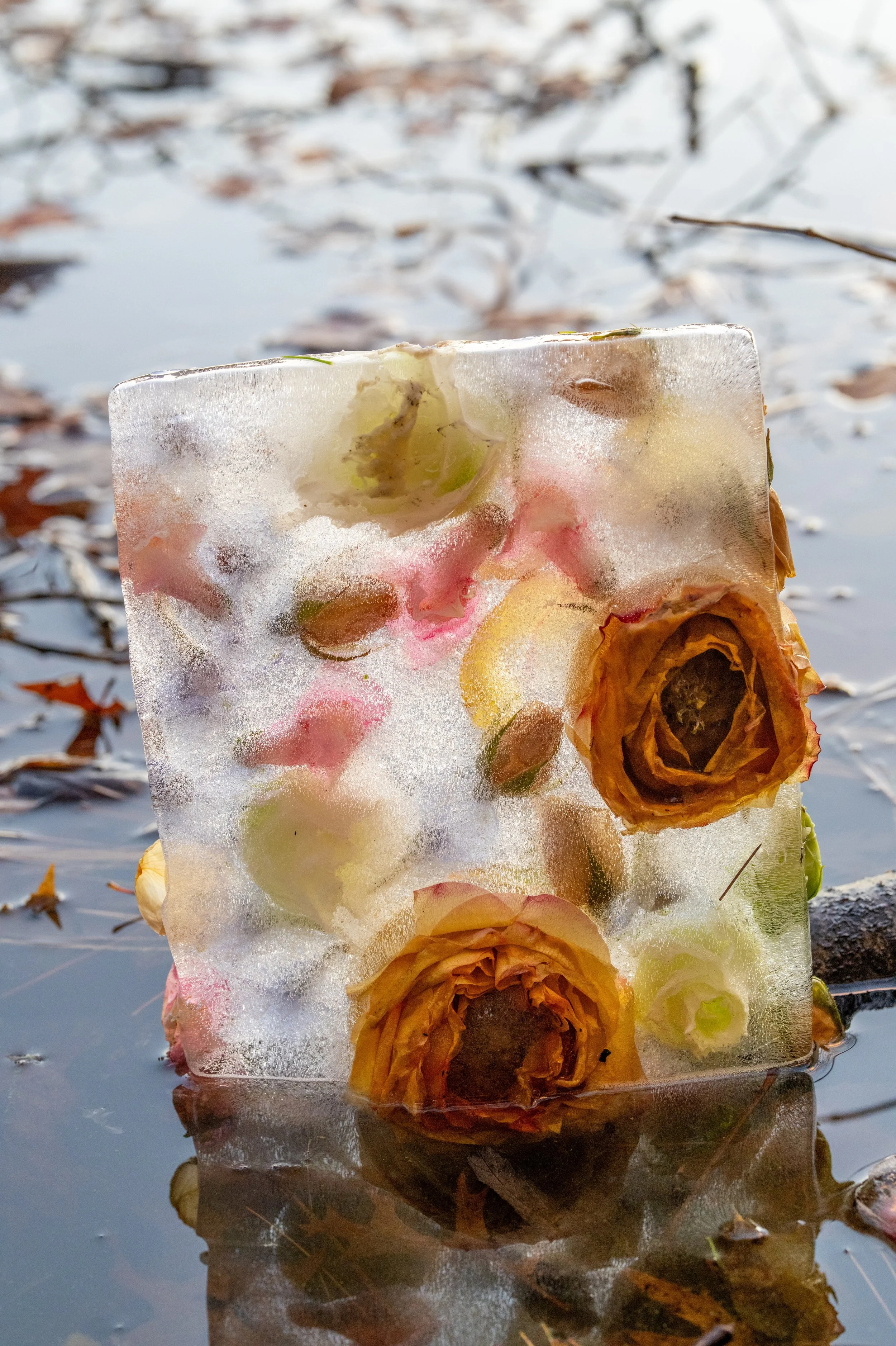 ranunculus, thawing_07.jpg
