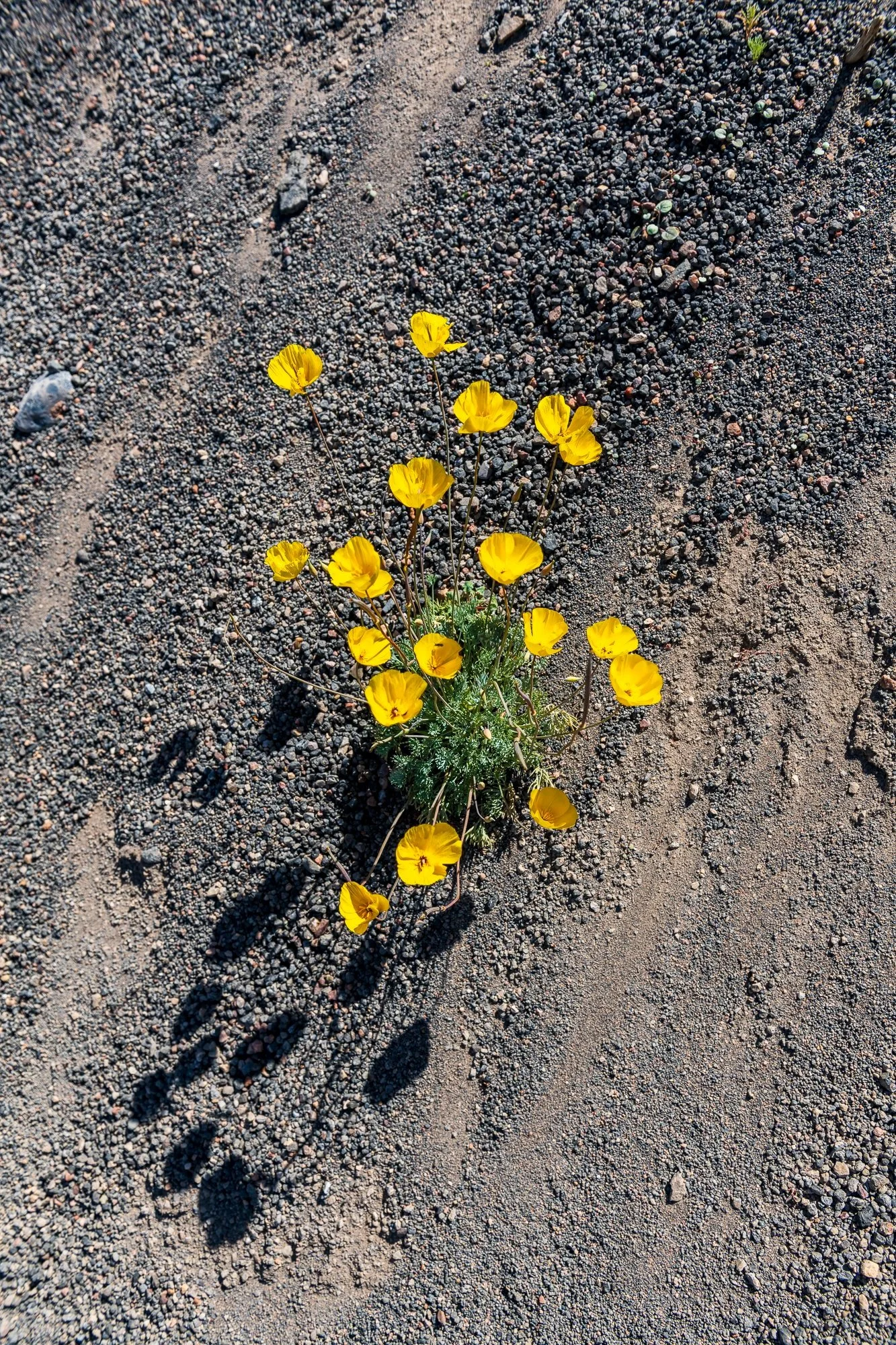 Death Valley Overlook2 (16 of 1)-11.jpg