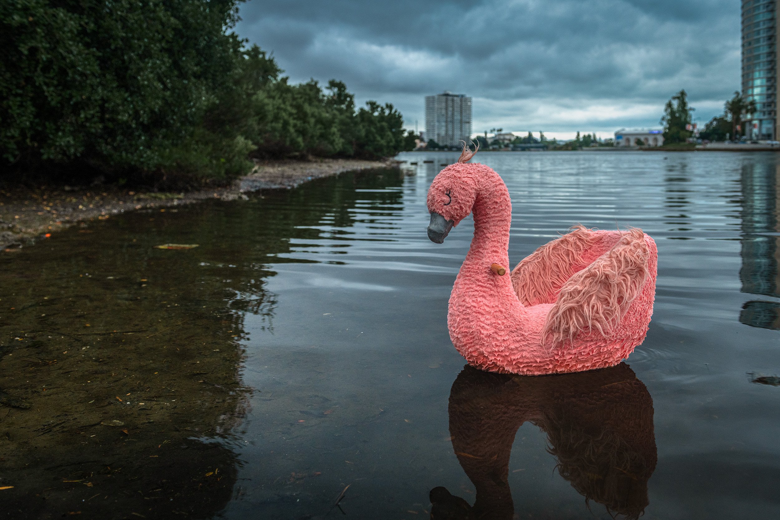 swan_best.jpg