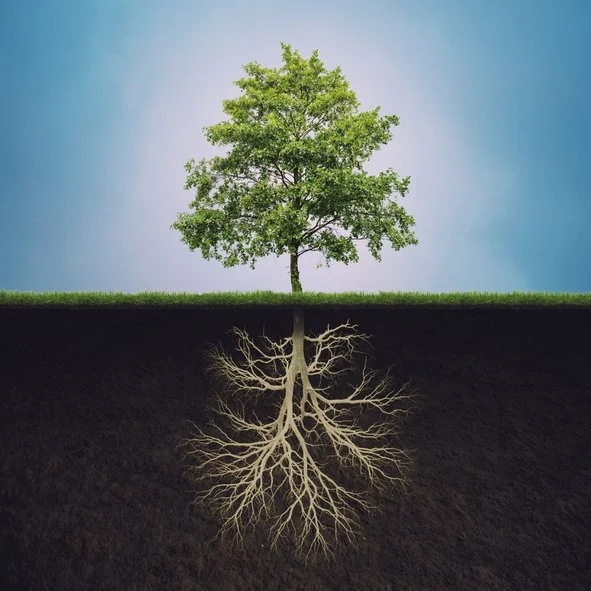 Tree w Roots.jpg