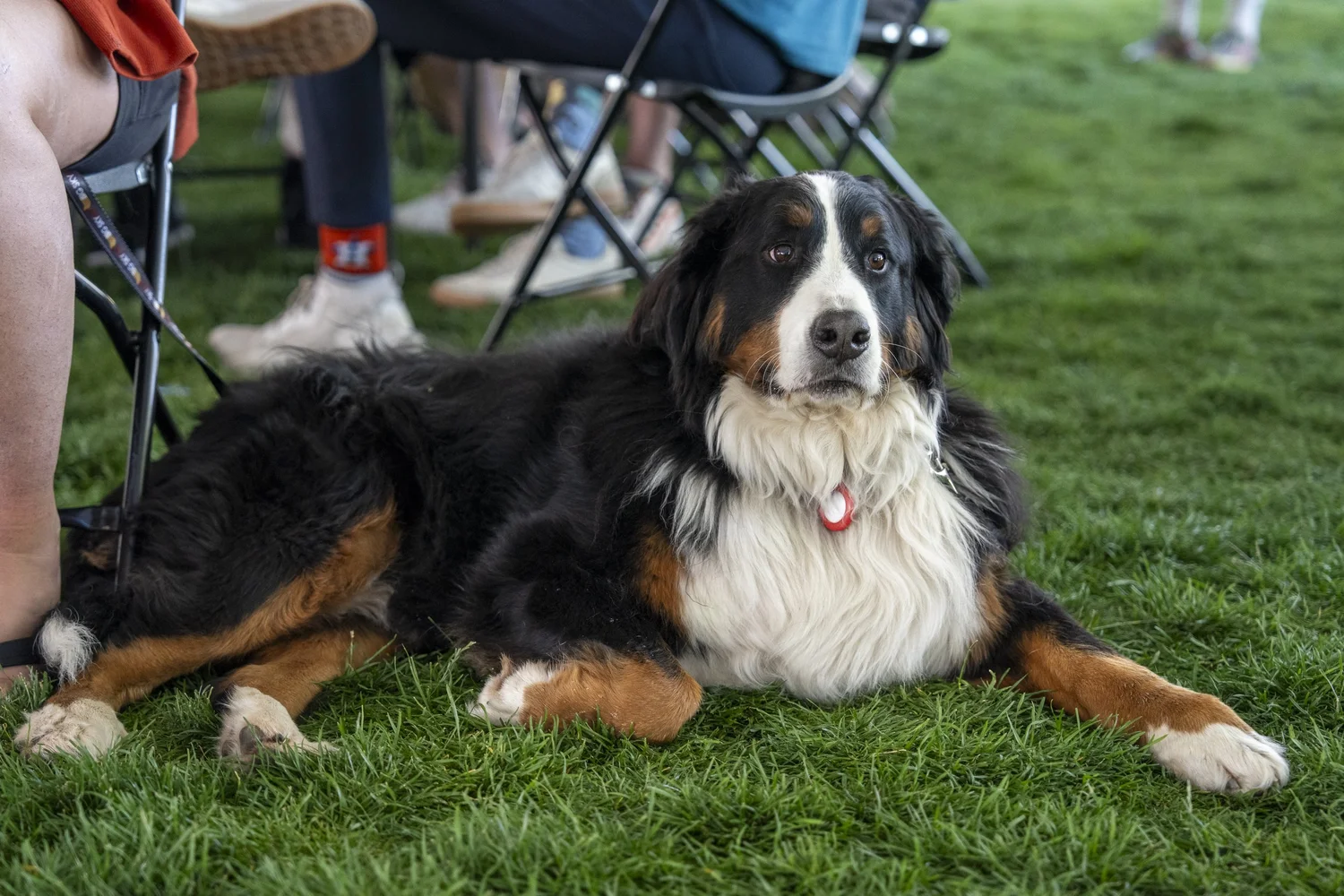 Bernese Mountain Dog relaxing in the beer garden