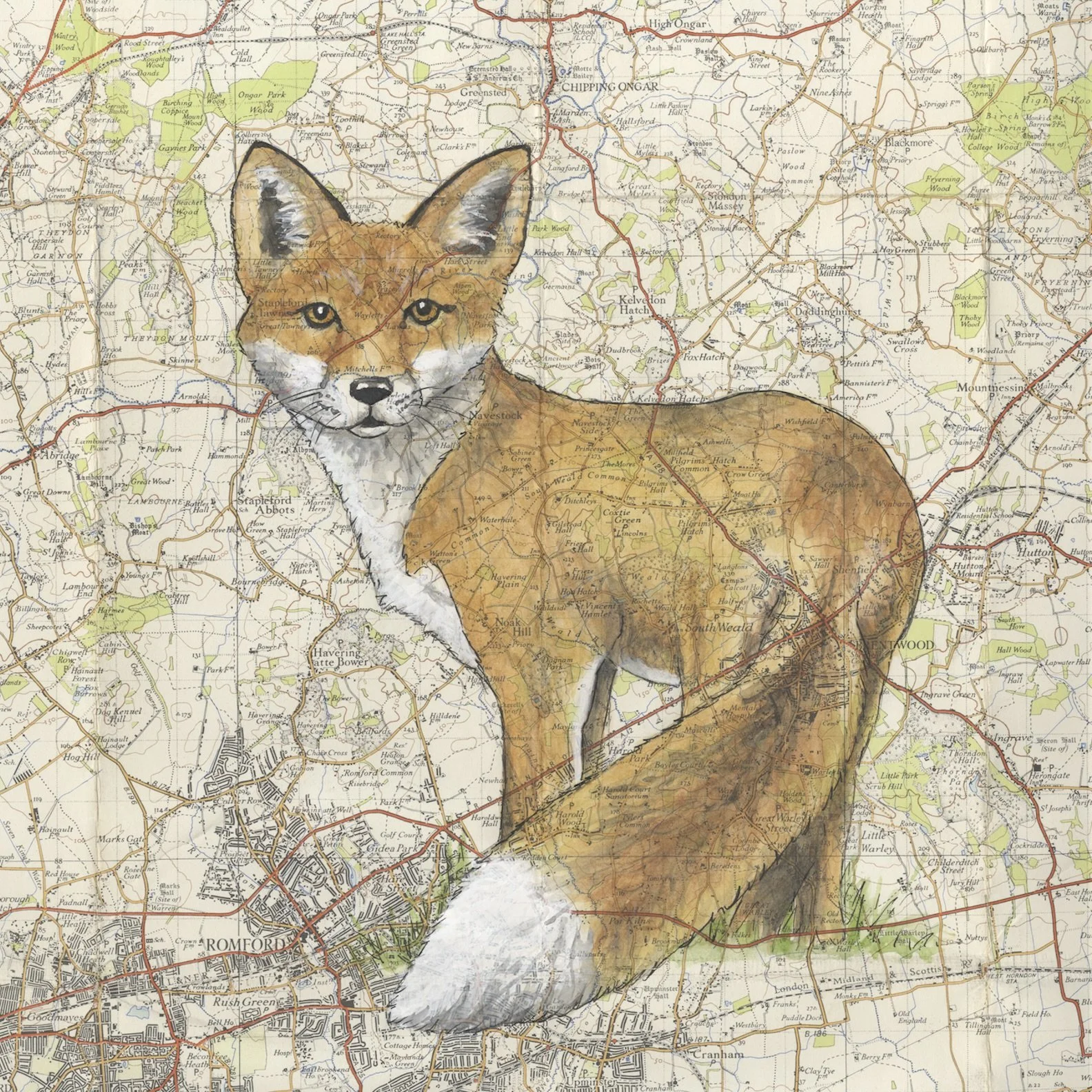 Epping Forest Fox square.jpeg