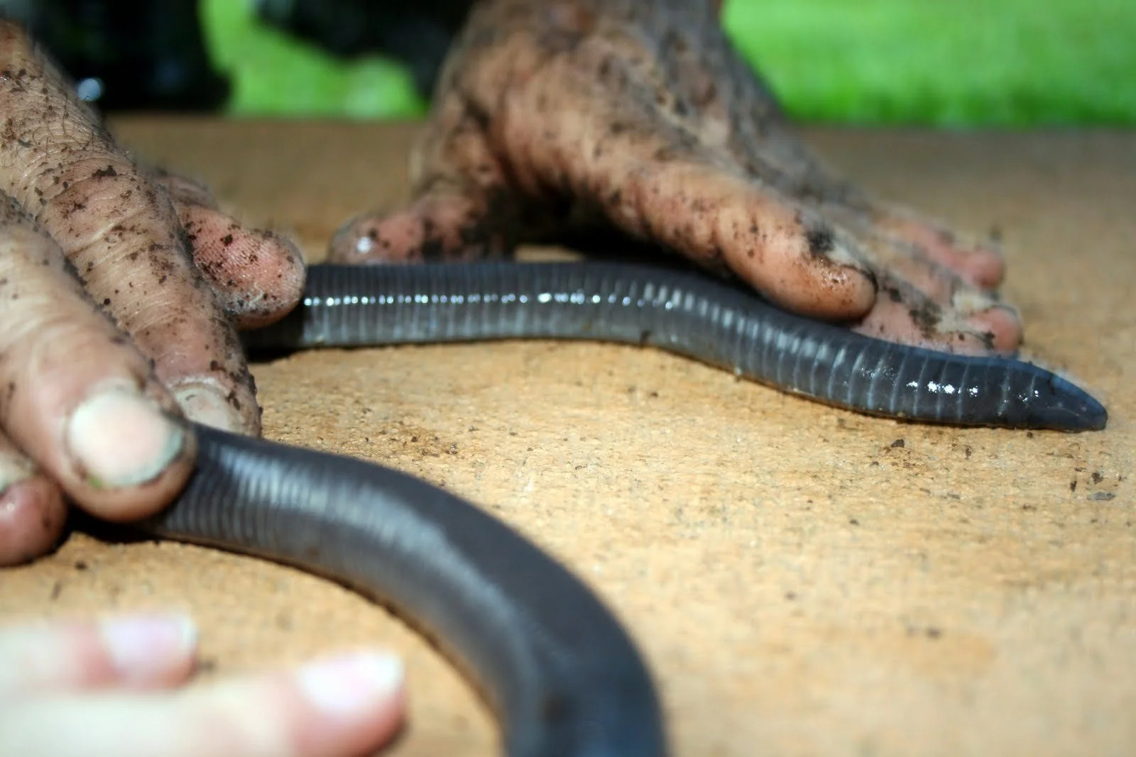 Caecilian2.jpg