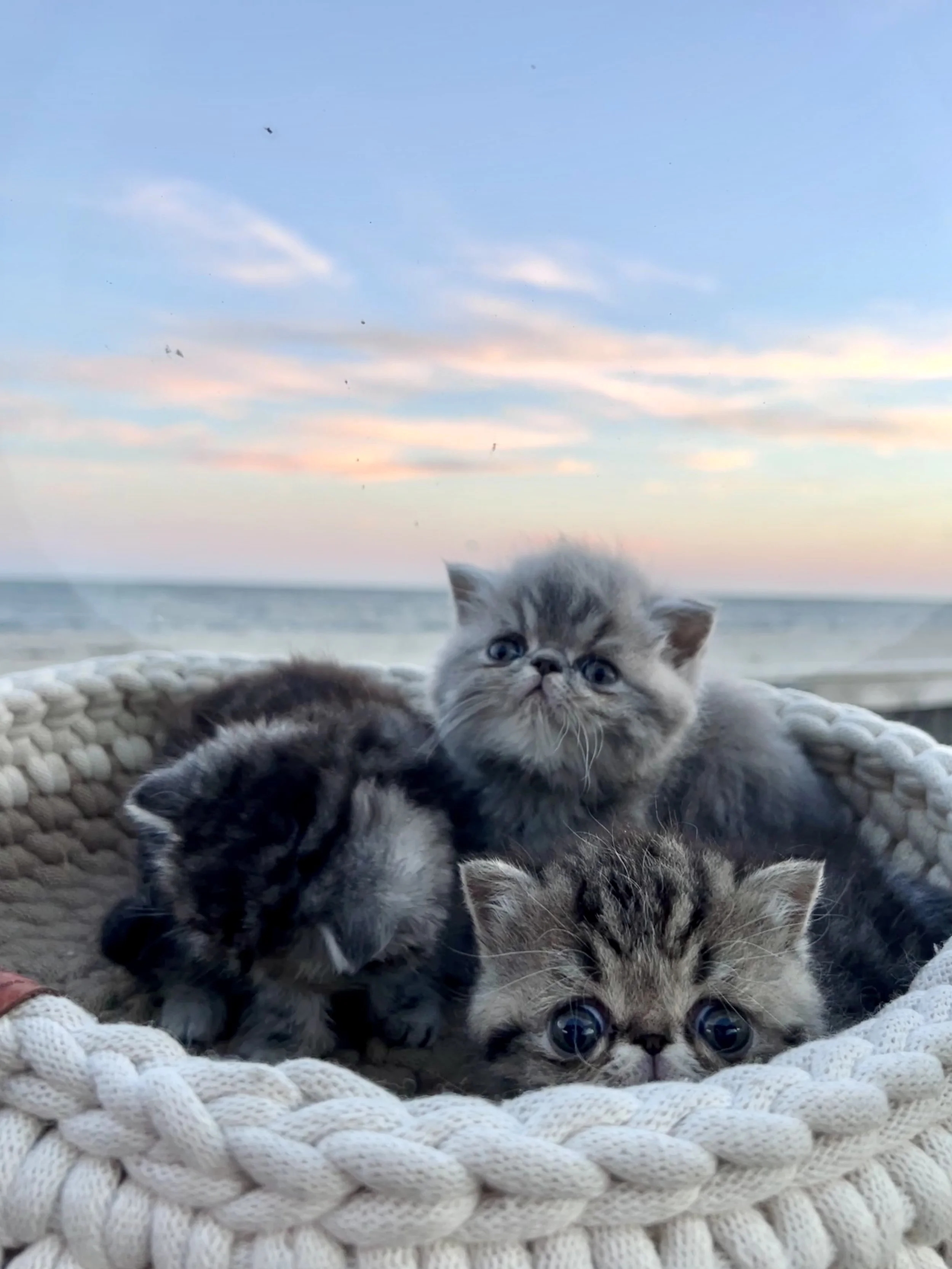 Why Exotic Shorthairs Are the Ultimate Couch Companions