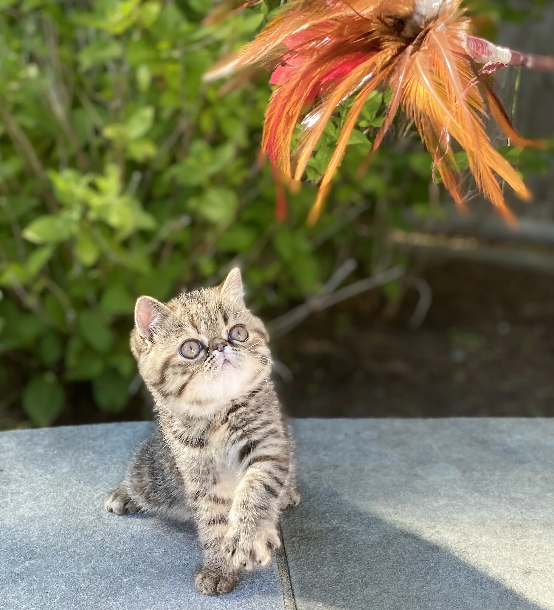 The Best Toys for Exotic Shorthair Kittens: Playtime Made Perfect